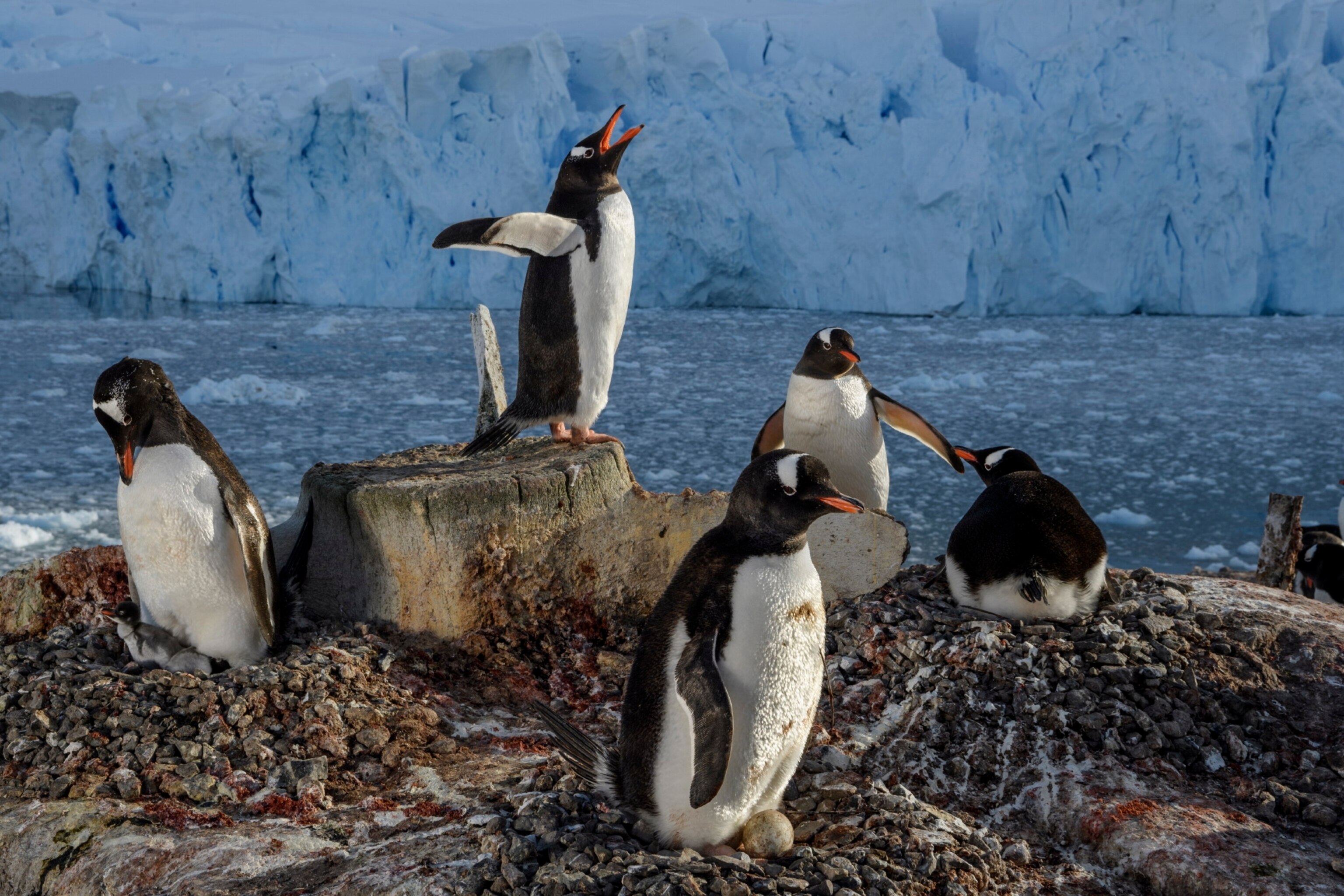 Picture of gentoo penguins on the Antarctic Peninsula