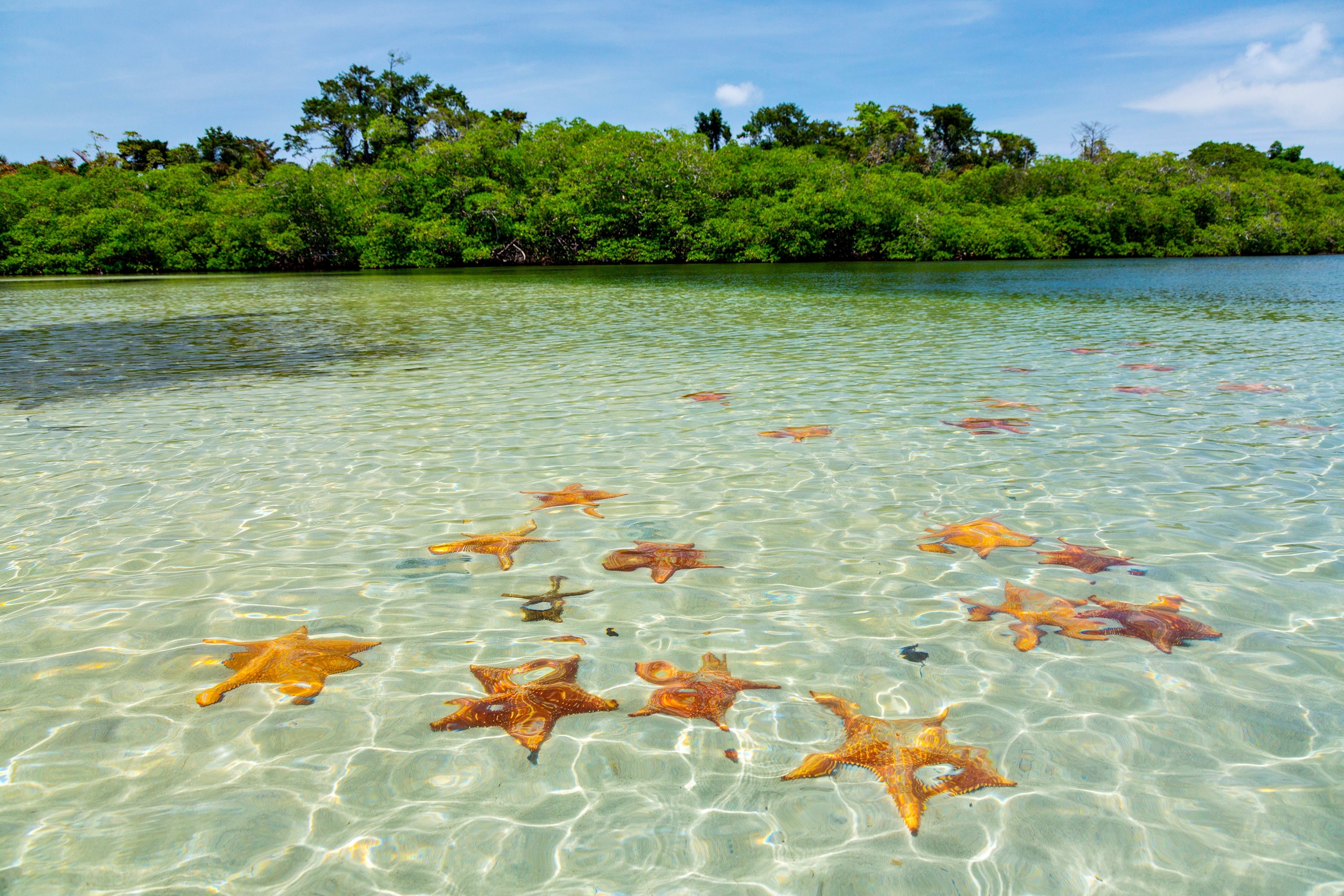 Starfish Beach in Panama