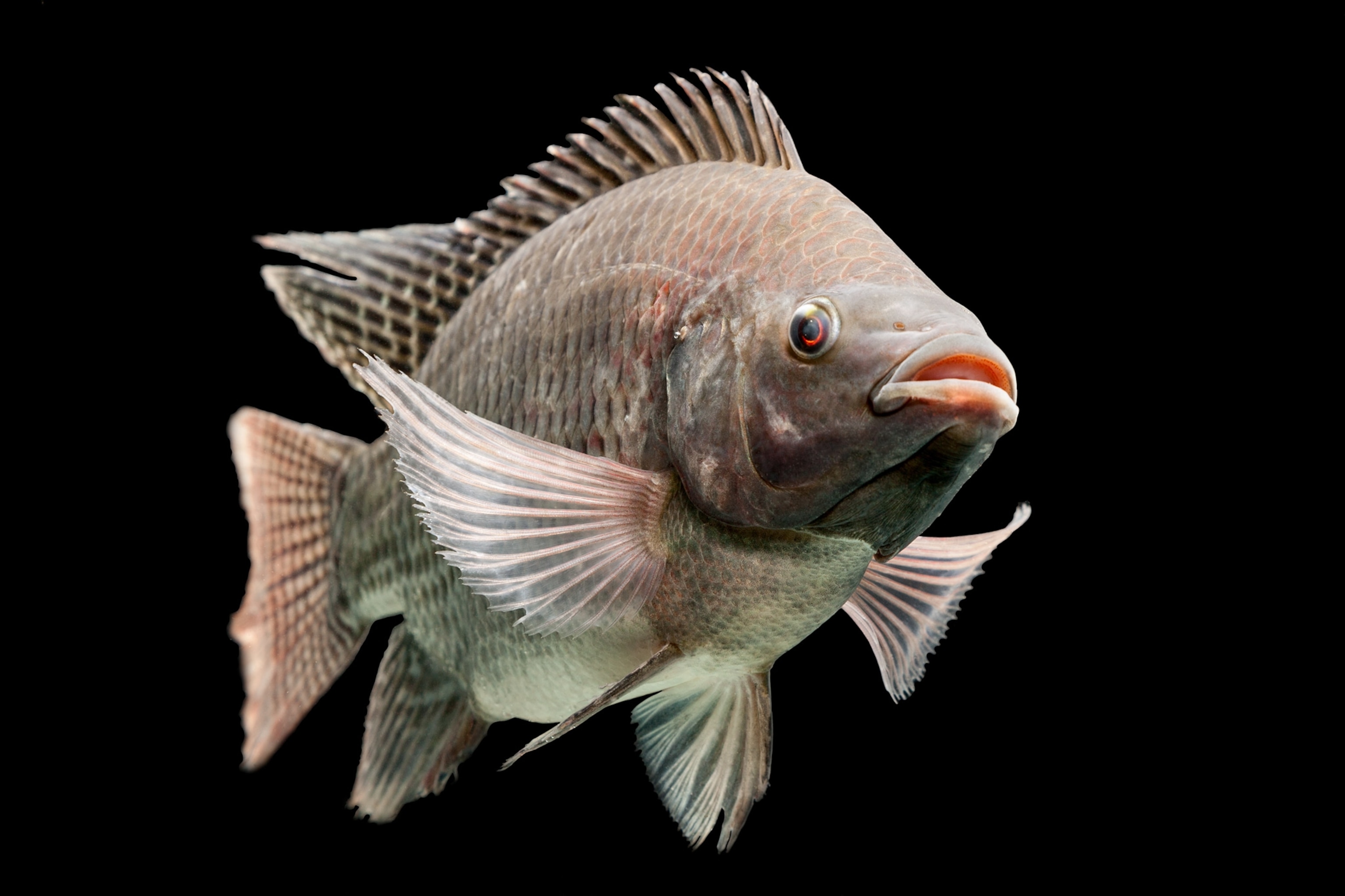 Mozambique tilapia.