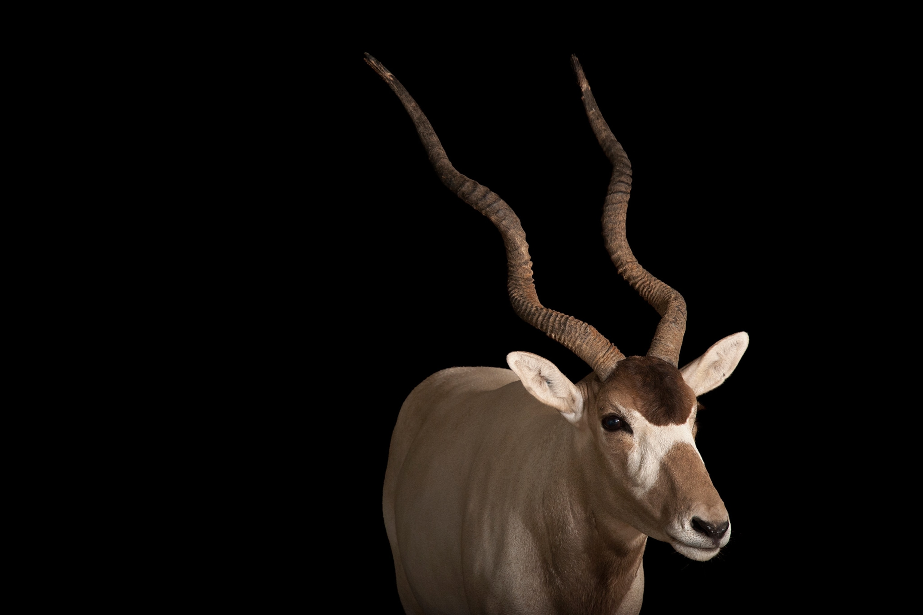 a critically endangered addax