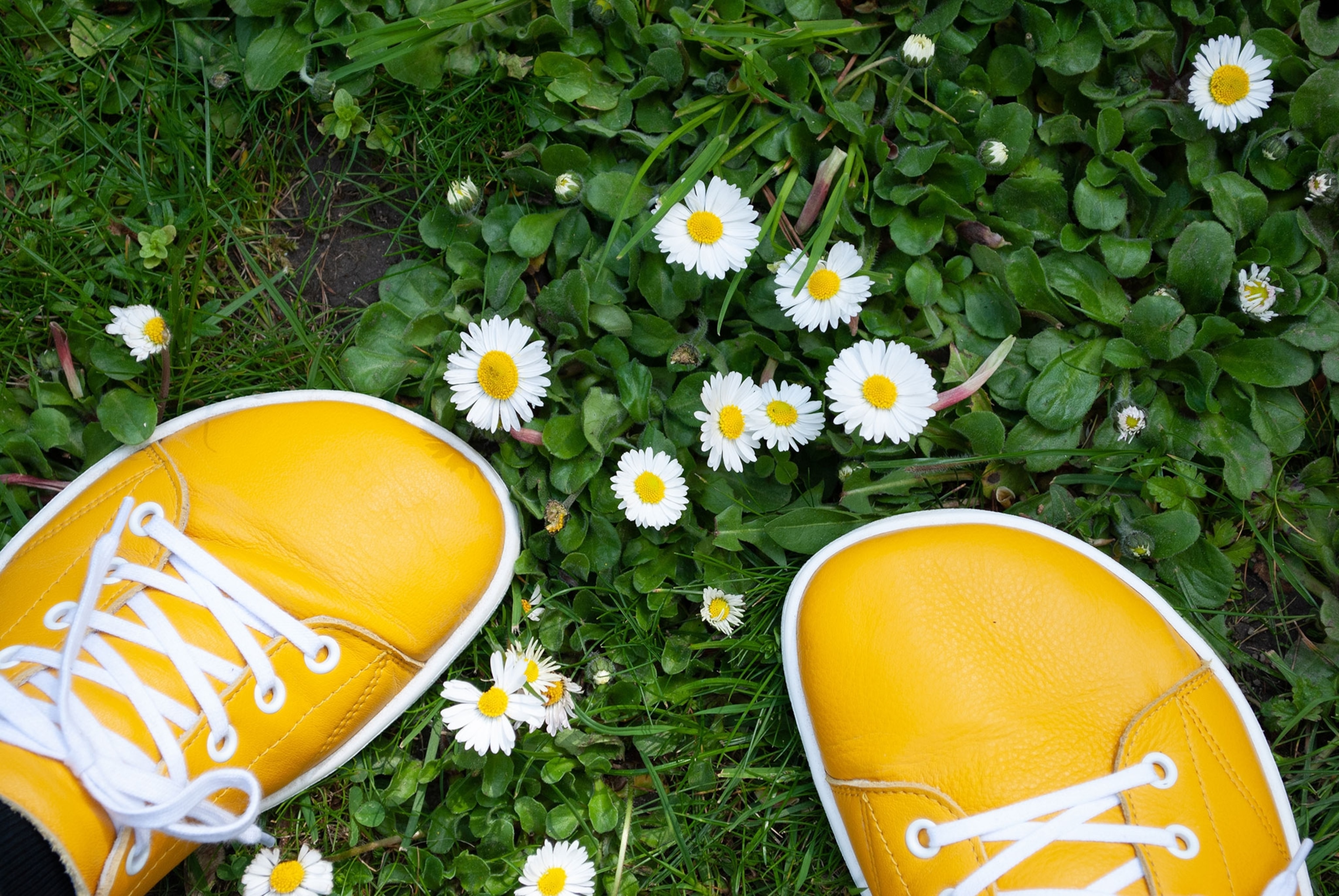 Yellow shoes with white shoelaces standing in green grass with daisies.