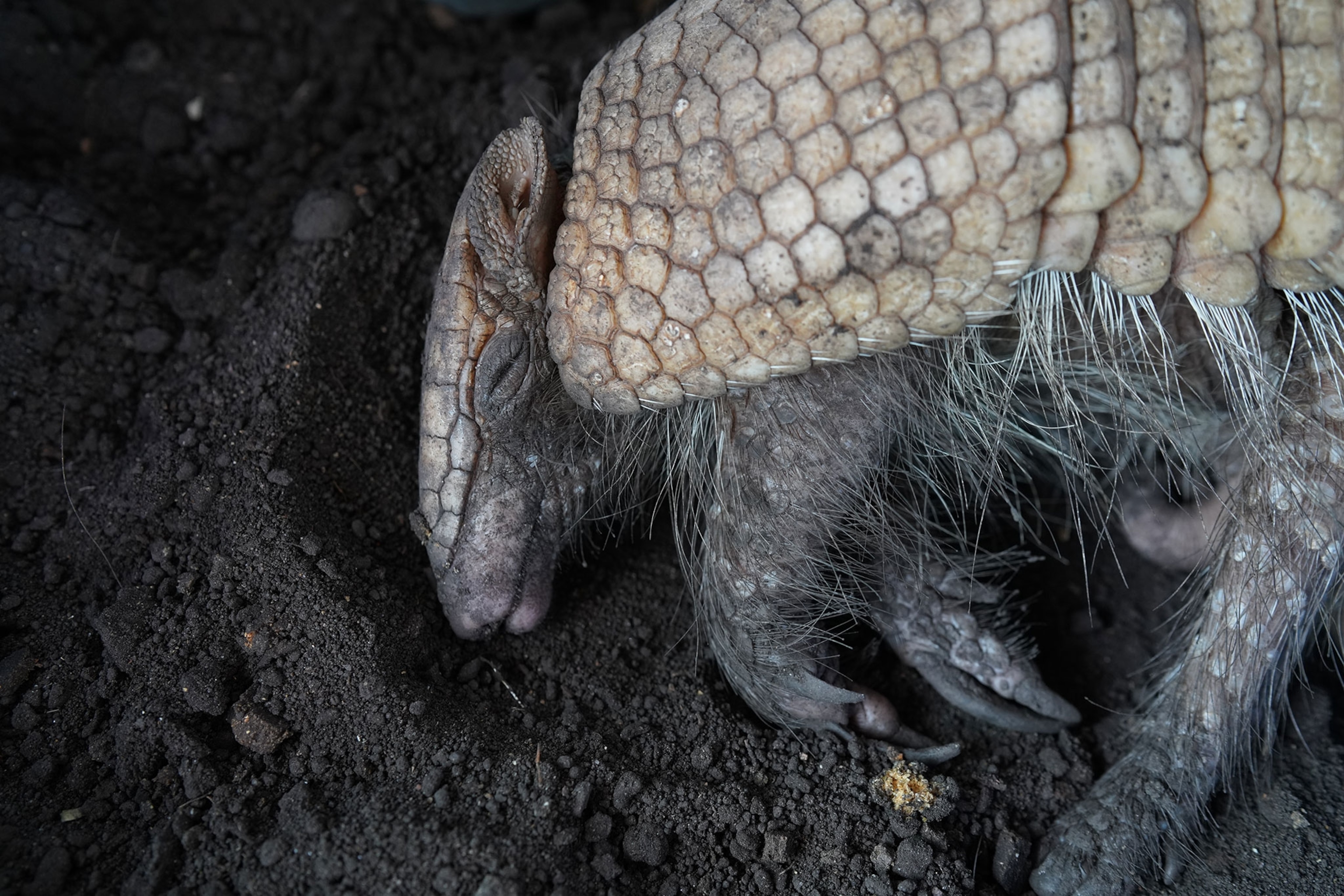 a small armadillo resting inside its cage