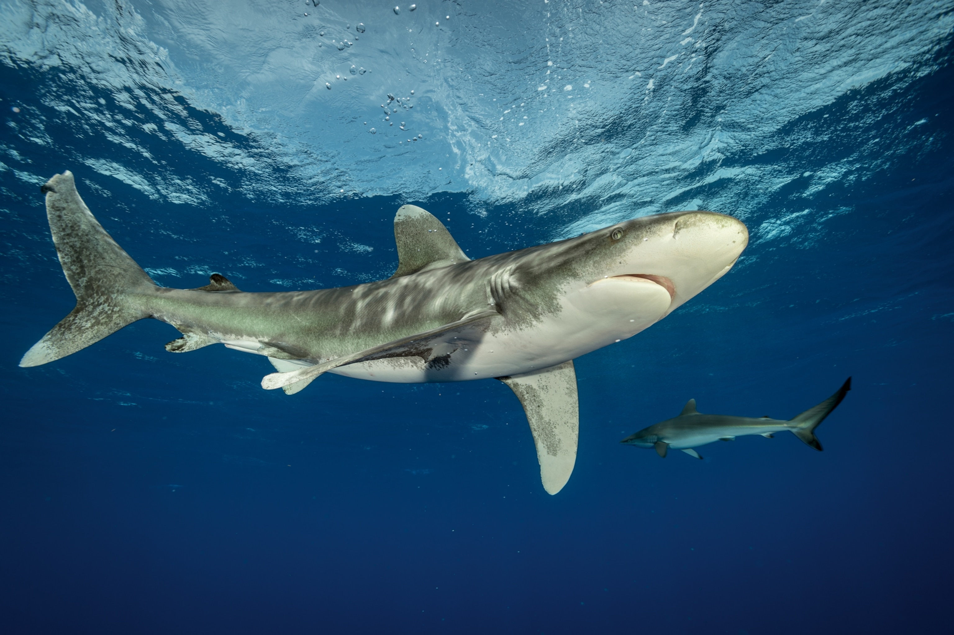 two whitetips swimming off the coast of Cat Island, Bahamas