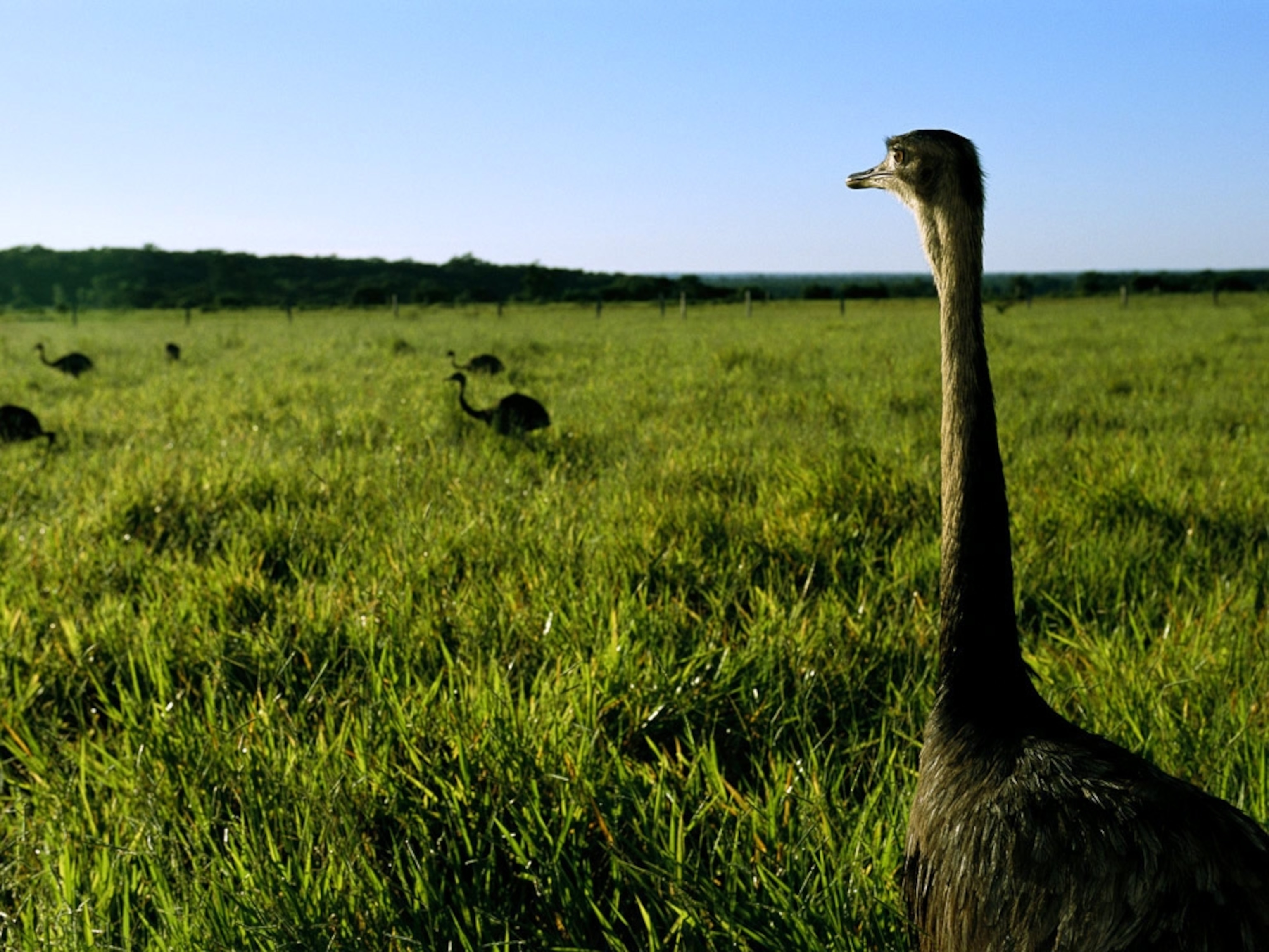 a greater rheas graze in tall grass