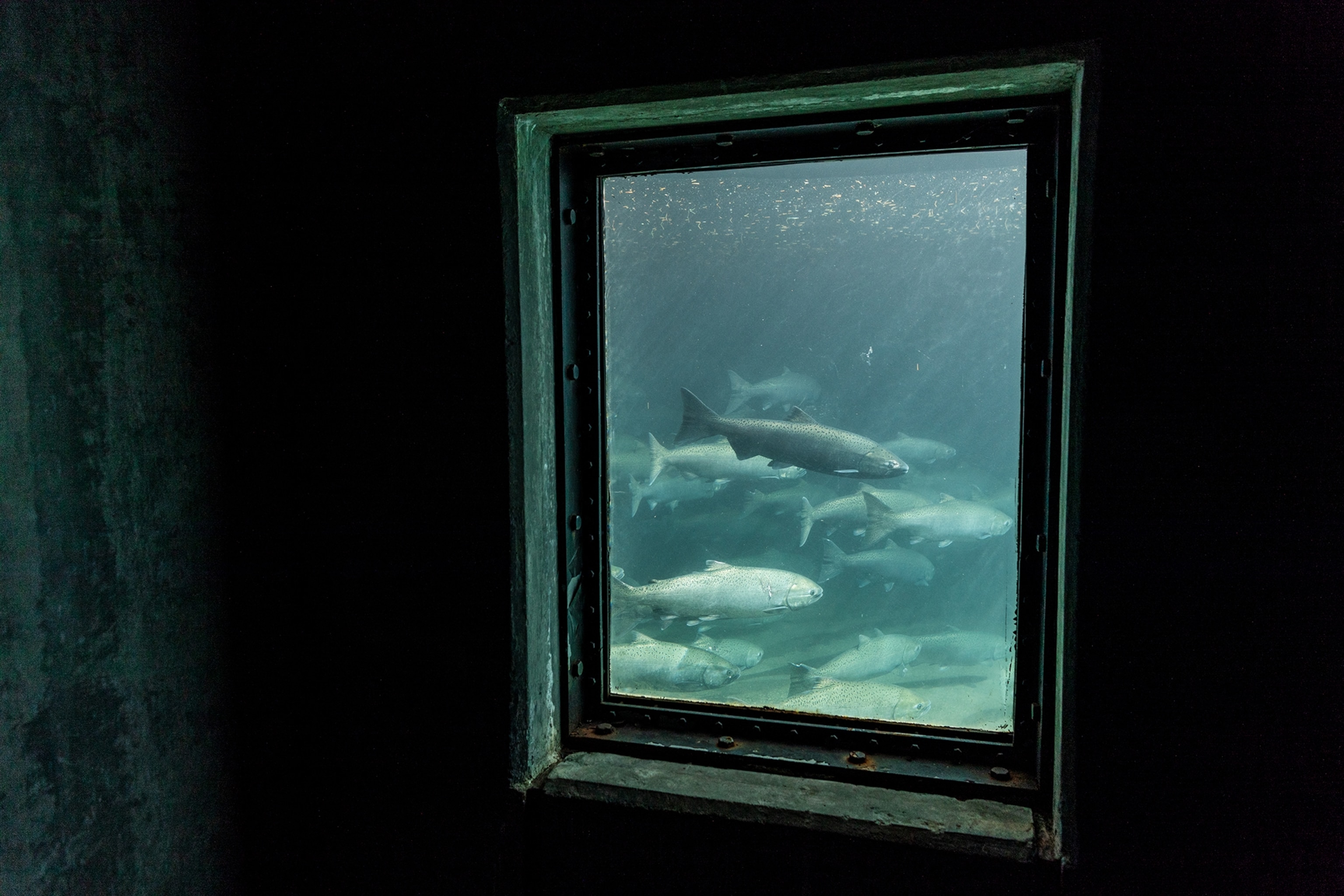 a holding tank at the Little White Salmon fish hatchery, Washington