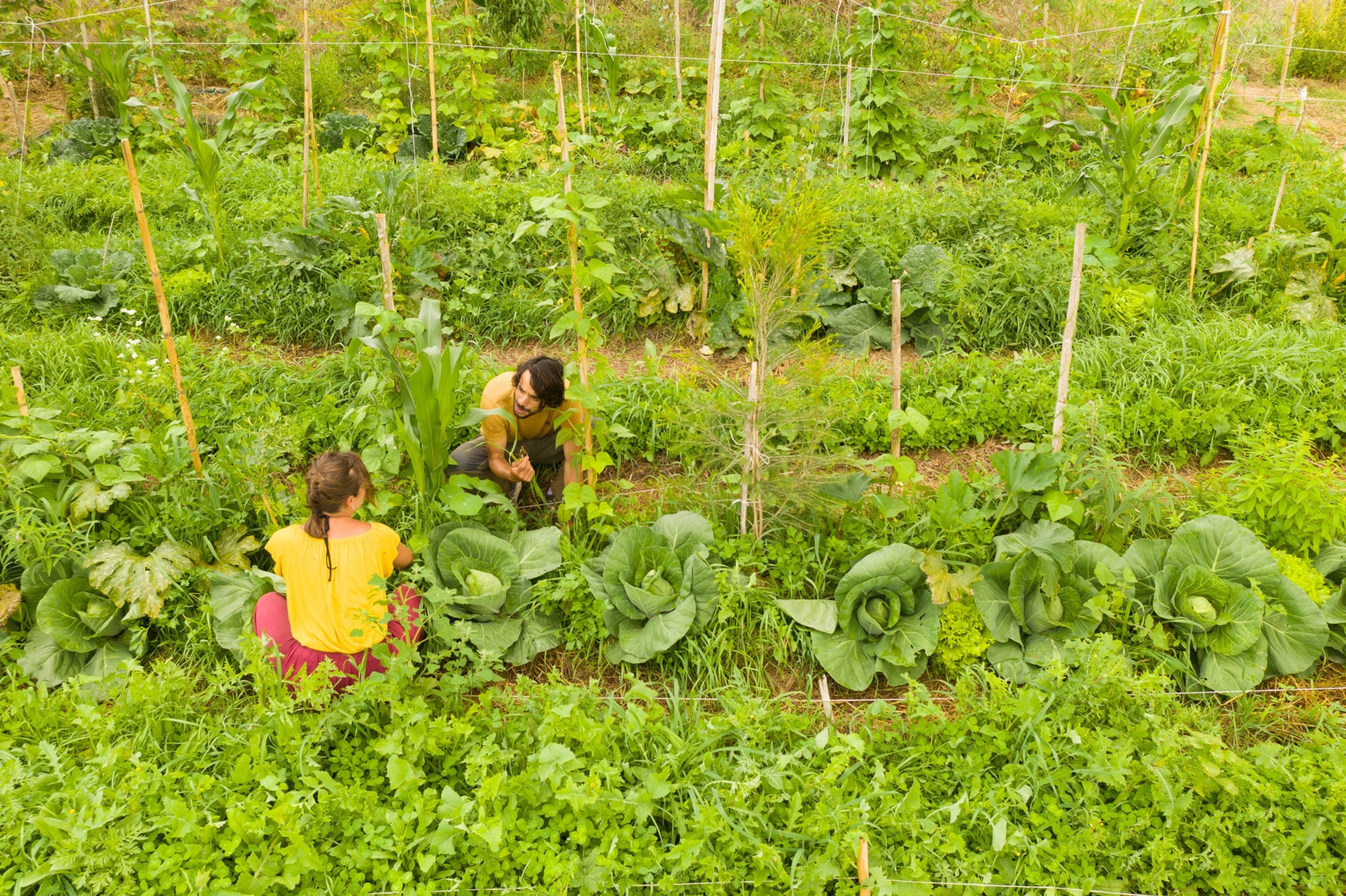 two people work in a lush line of medicinal plants