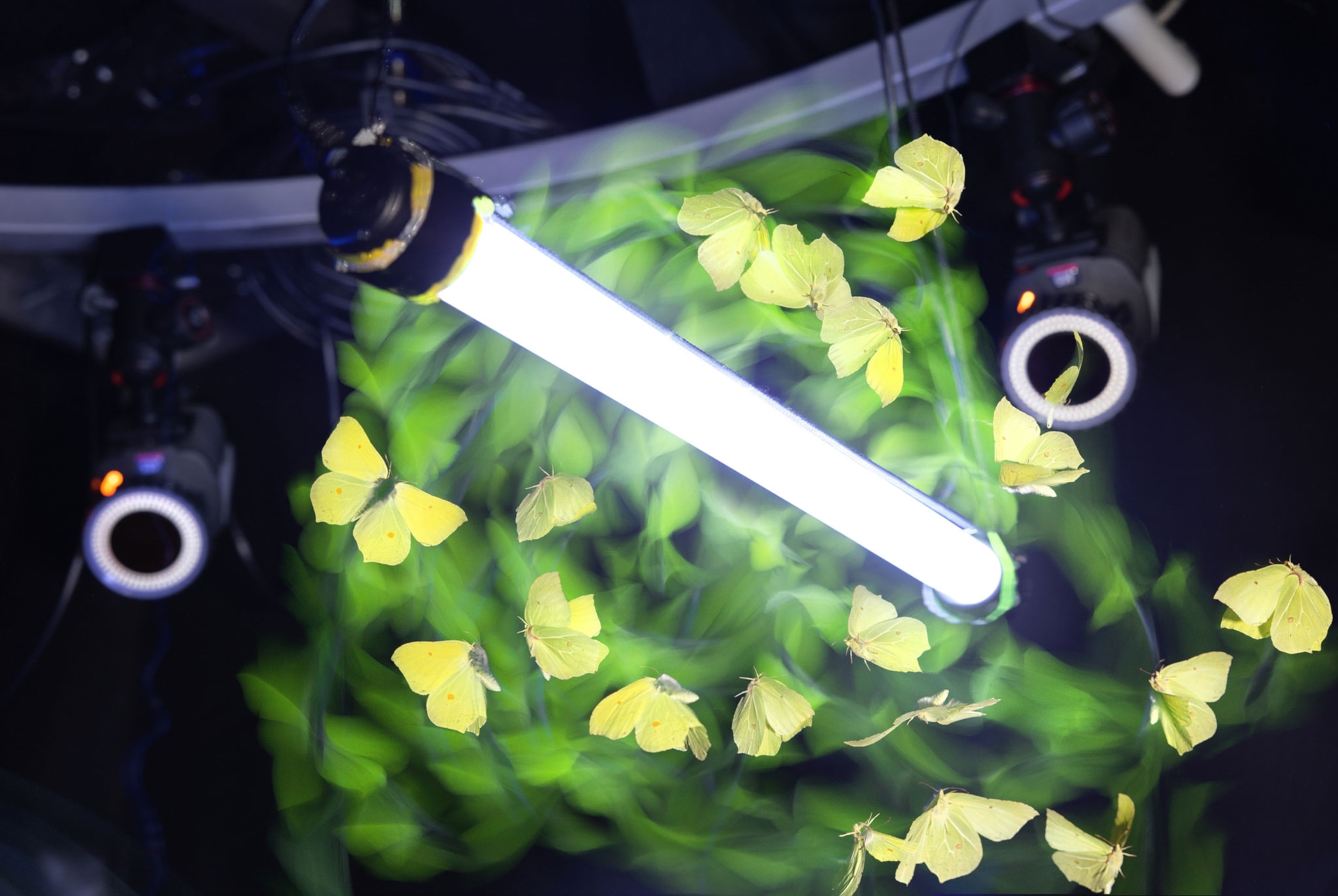 A yellow, brimstone butterfly orbits a UV actinic tube light inside the motion capture flight arena at Imperial College London. The animal is photographed with both flash and long exposure to leave a ghostly trail of its motion through the air.