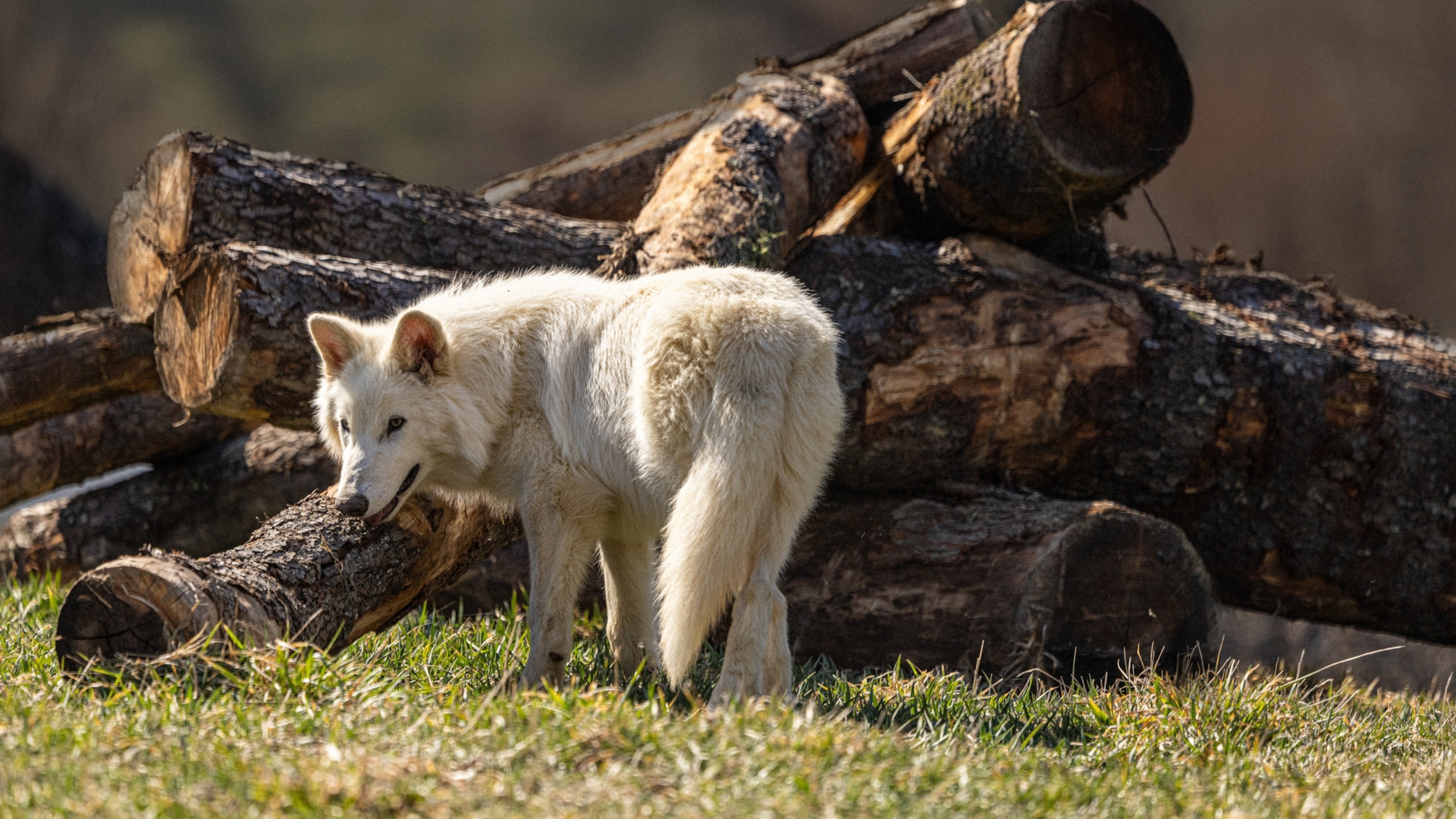 A wolf standing in front of logs.