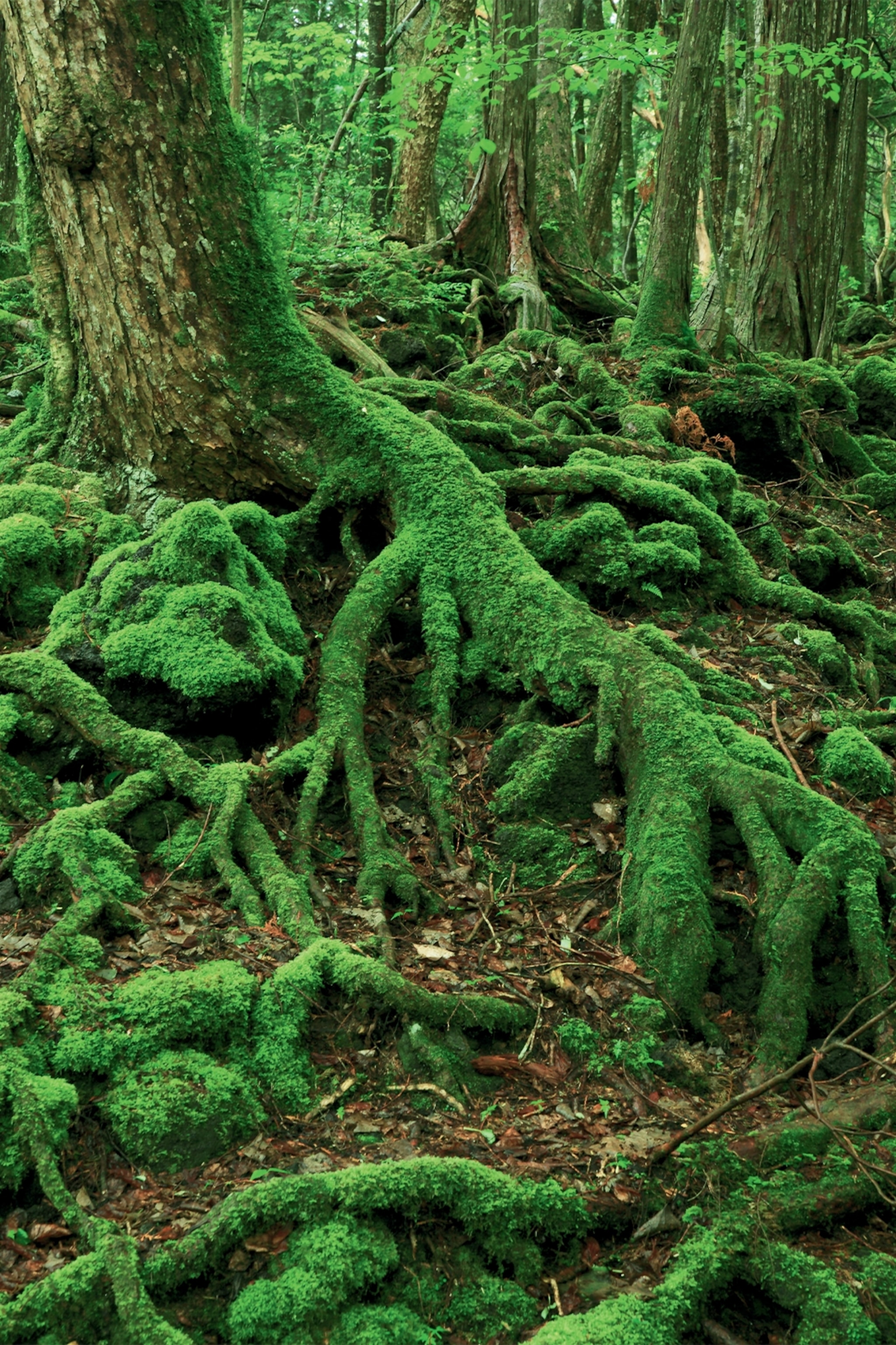 Aokigahara Forest