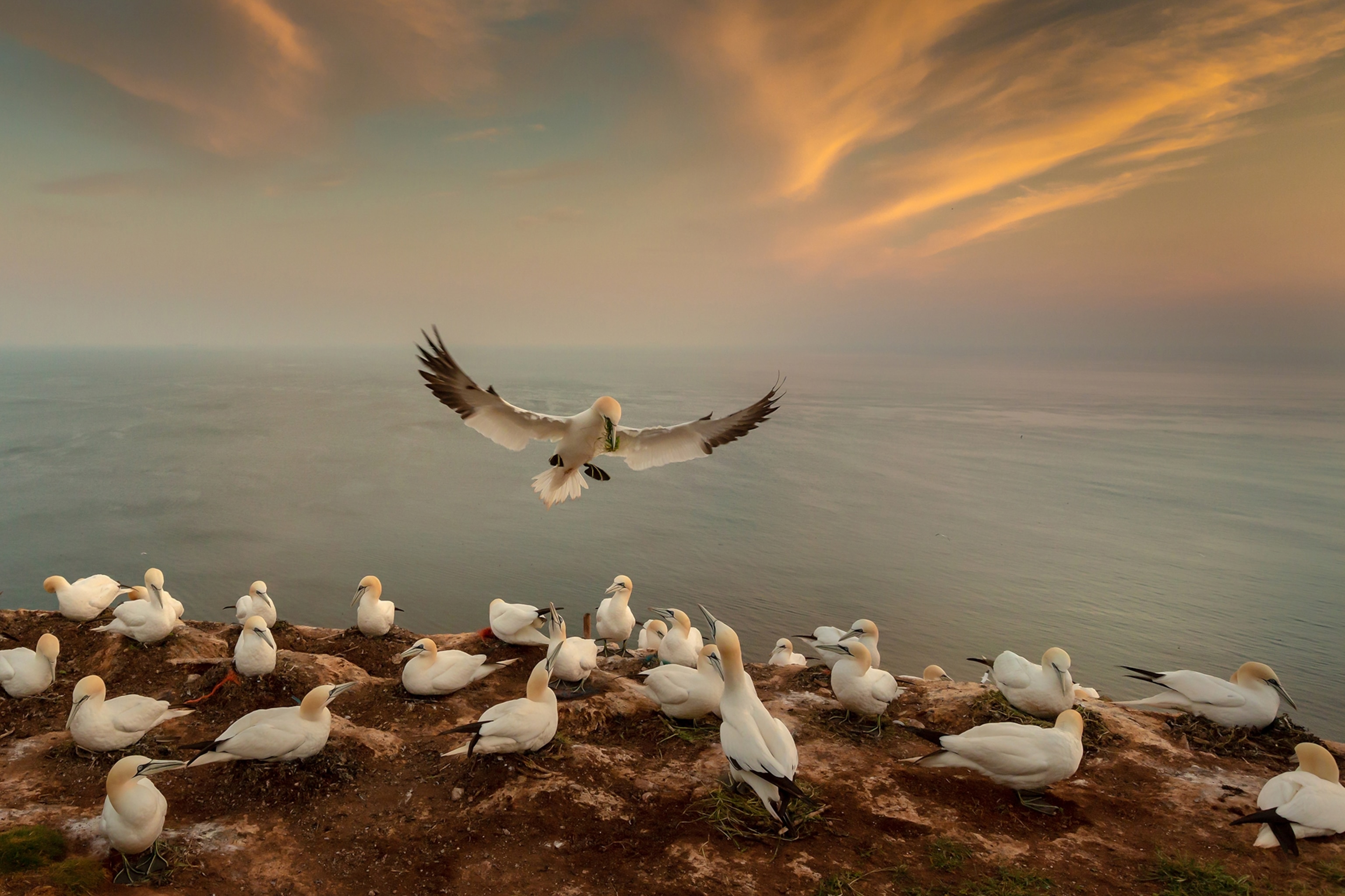 birds