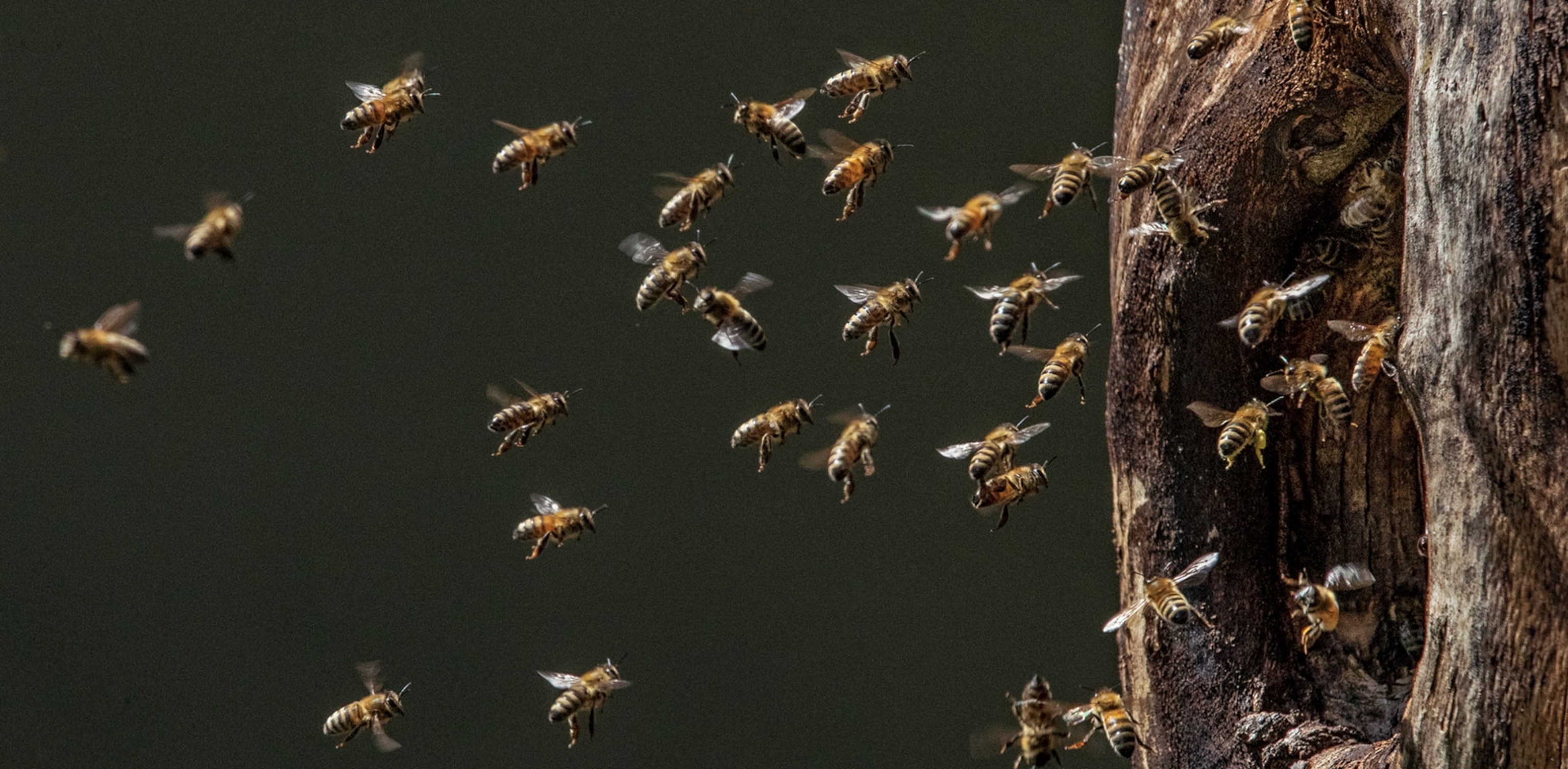 many bees flying into a hole into the side of a tree