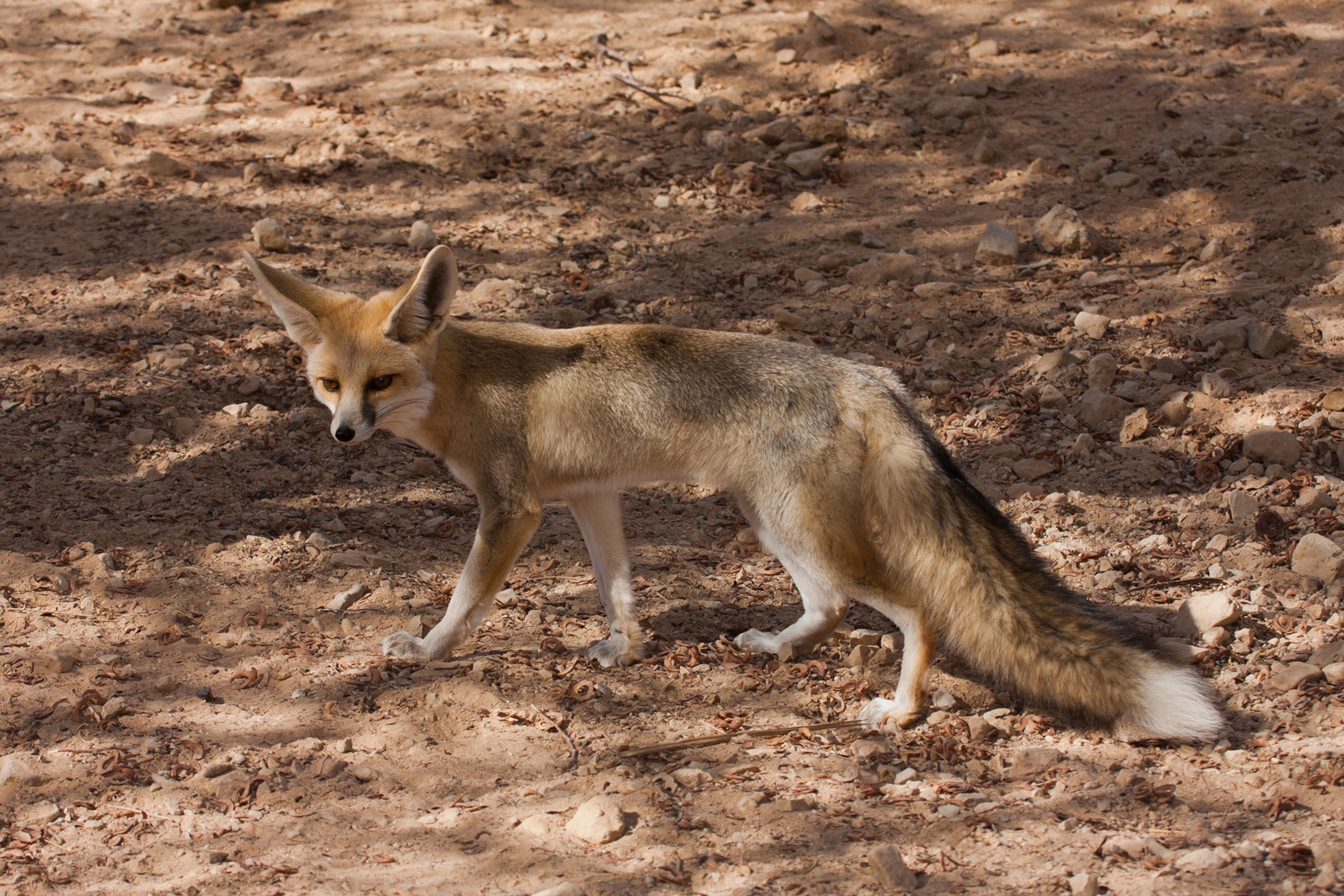 a Rueppell's fox