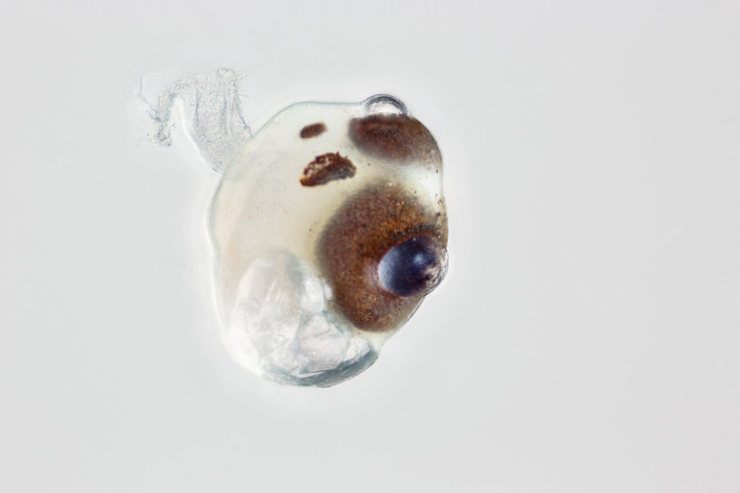 Box Jellyfish Eyes
