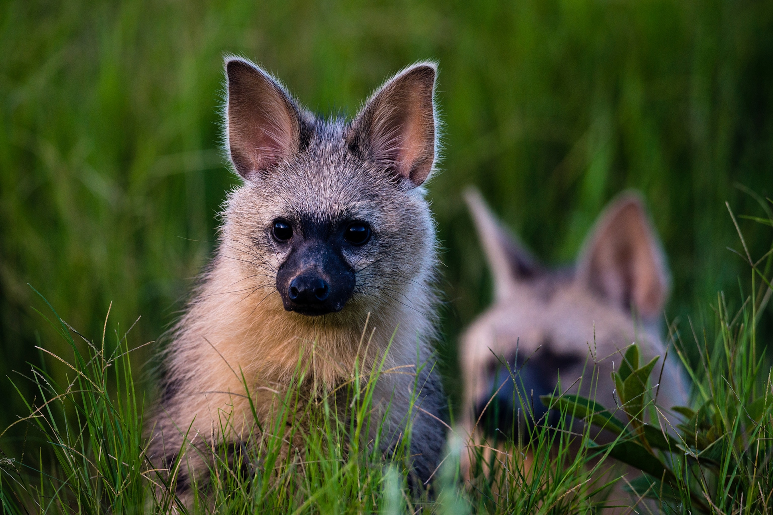 an Aardwolf and her pup emerging from a den