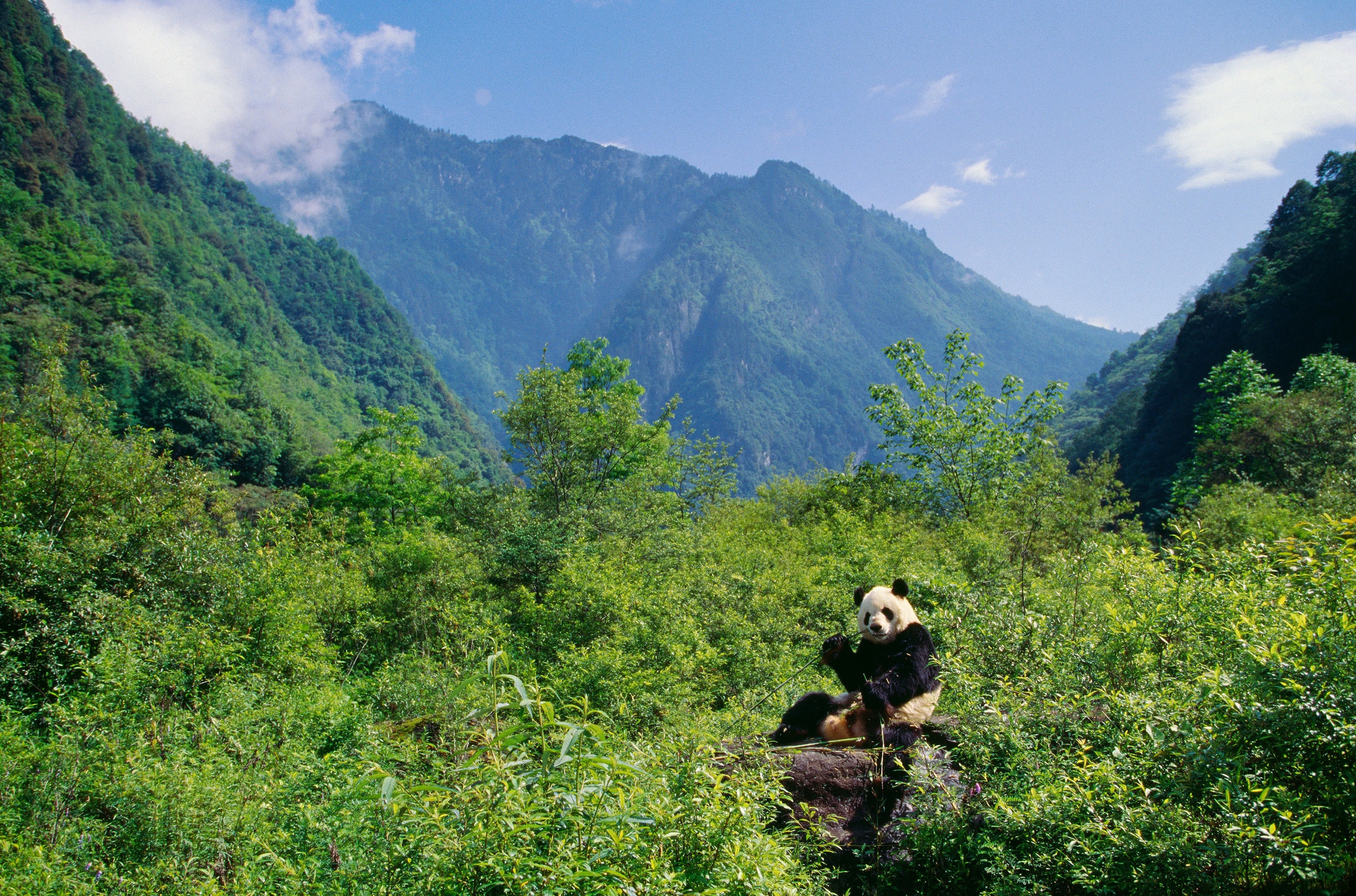 a captive Panda eating bamboo at Wolong Nature Reserve in China
