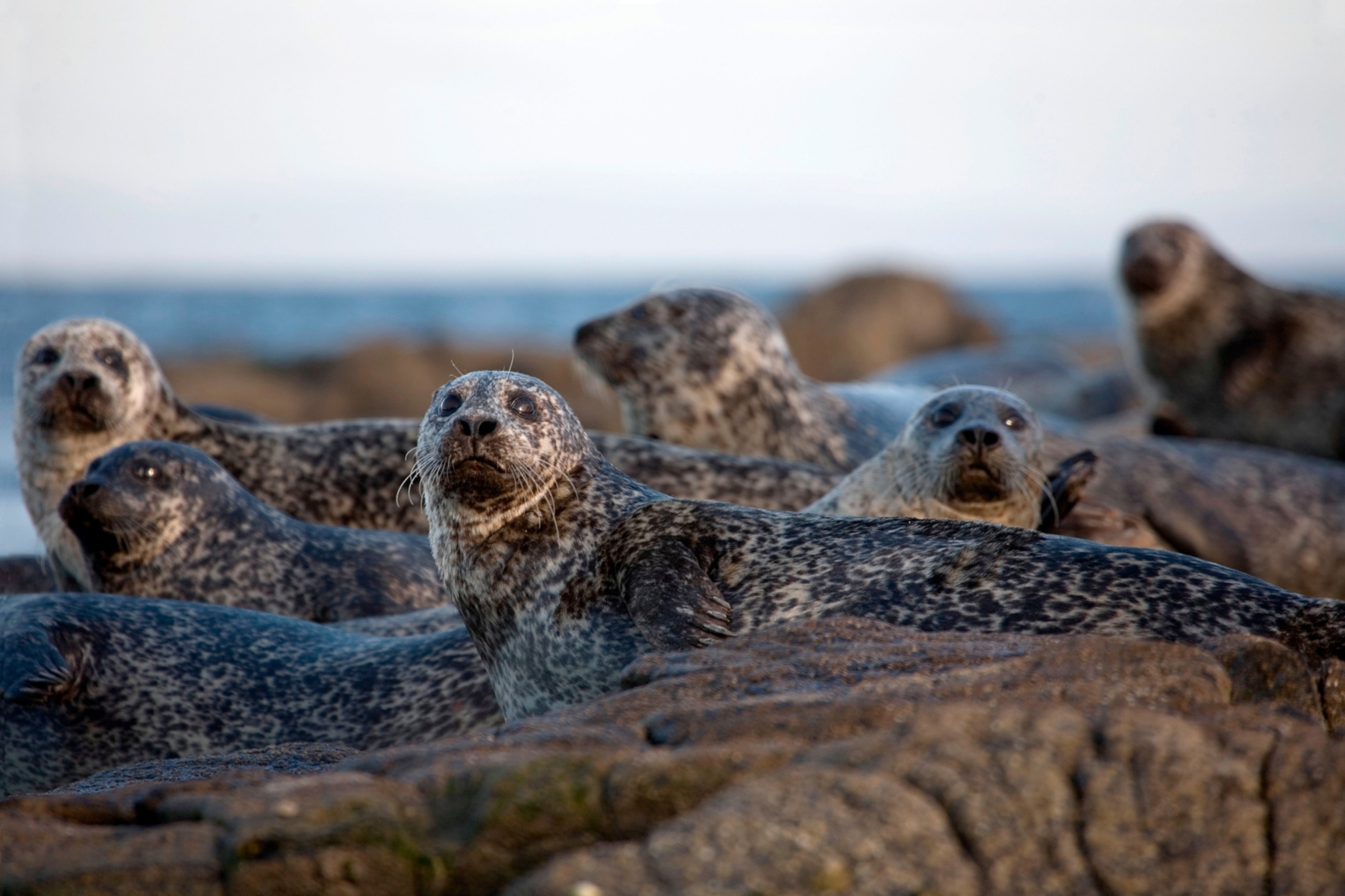 A group of spotted seals are looking at a camera whilst lying on a rocky surface.