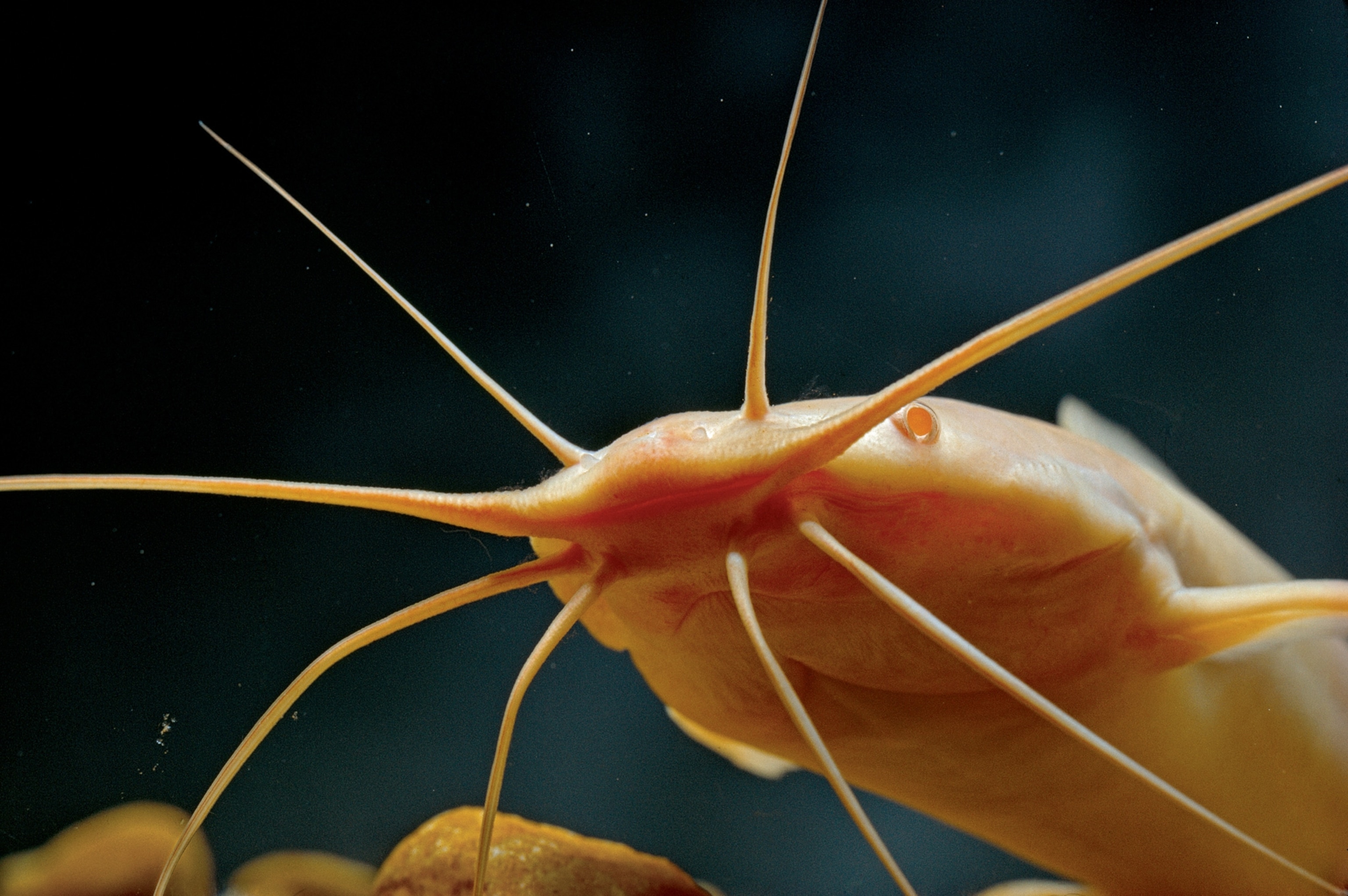a walking catfish