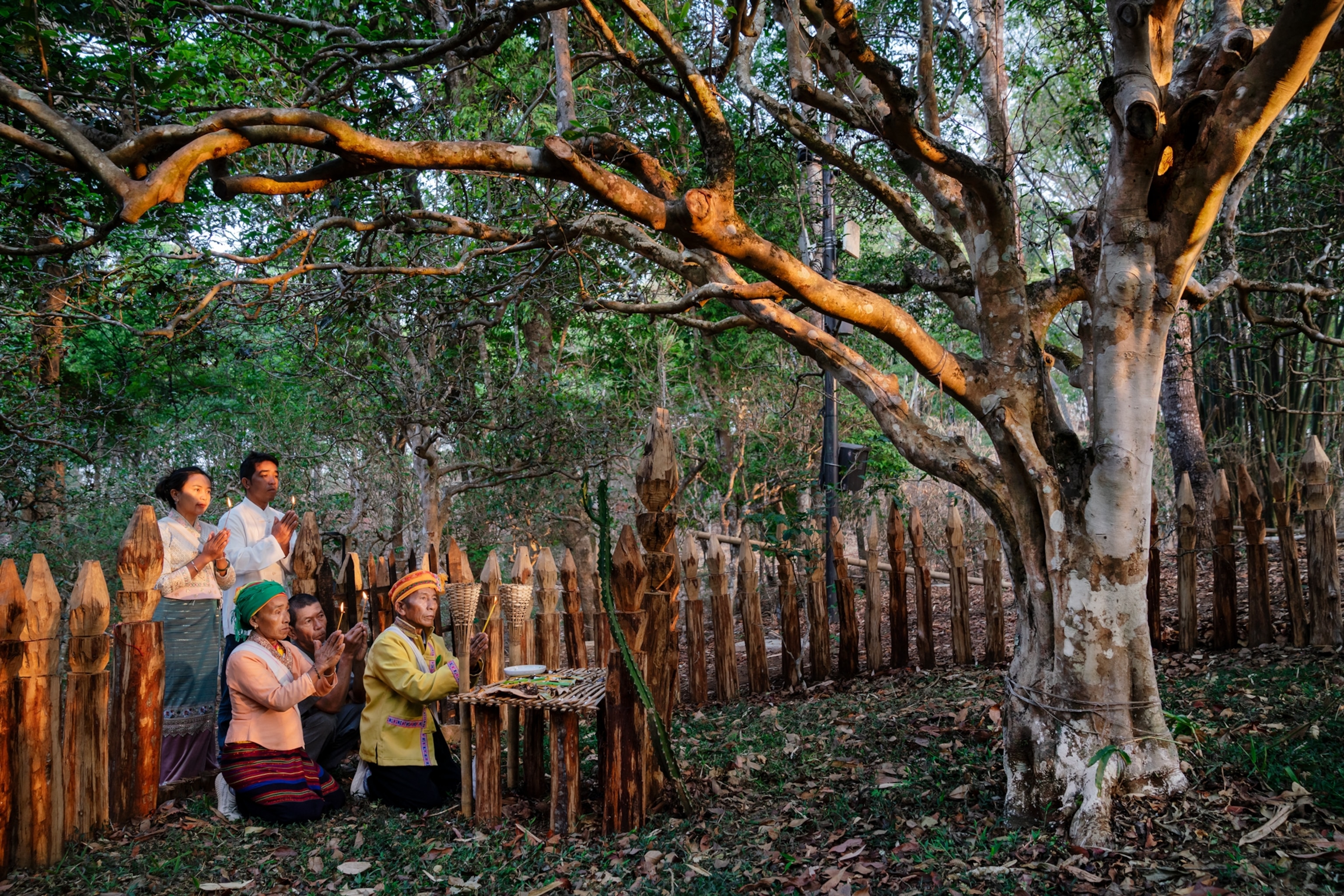 Five people pray in front of a shrine and a tea tree.