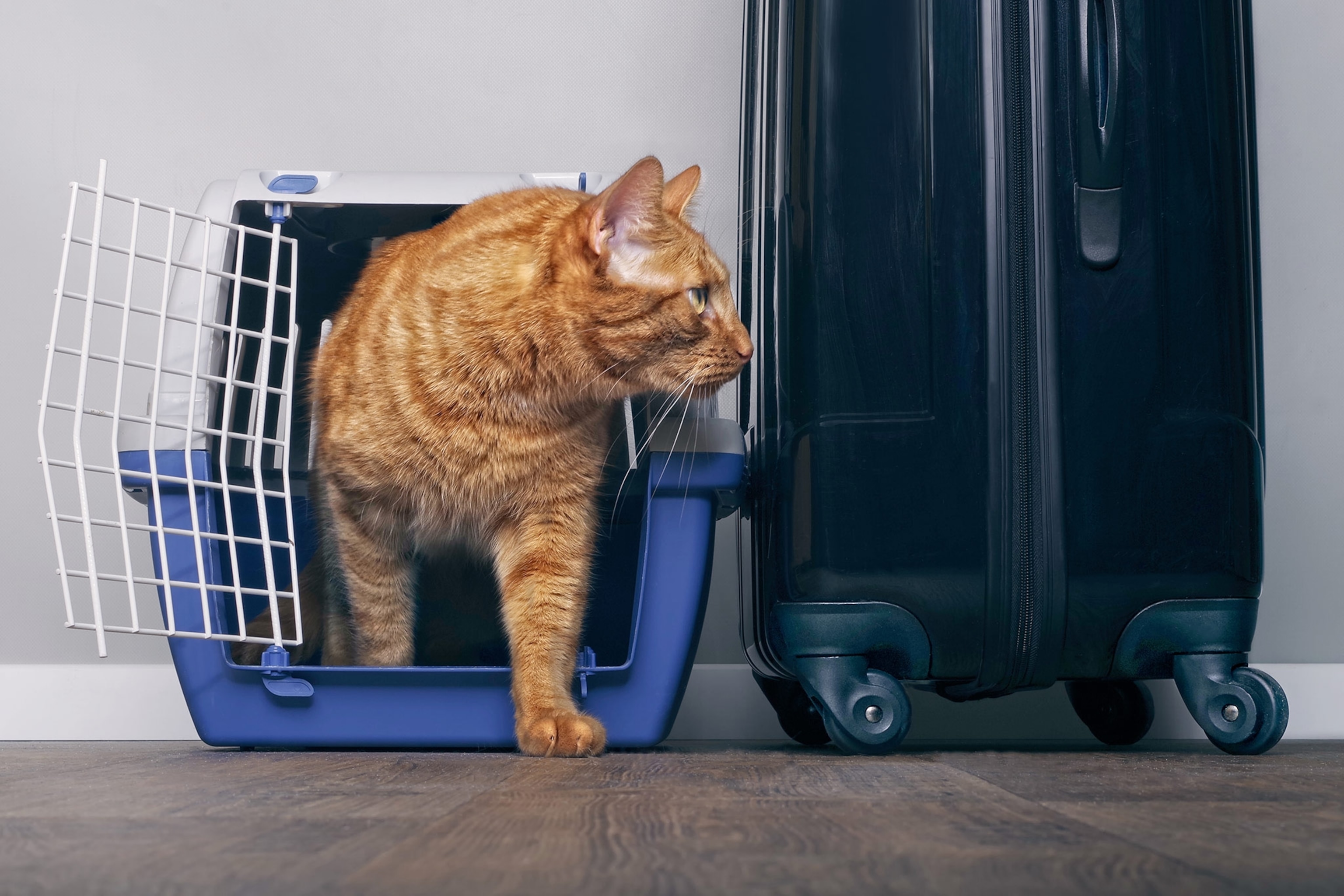 a cat stepping out of its travel carrier next to a suitcase