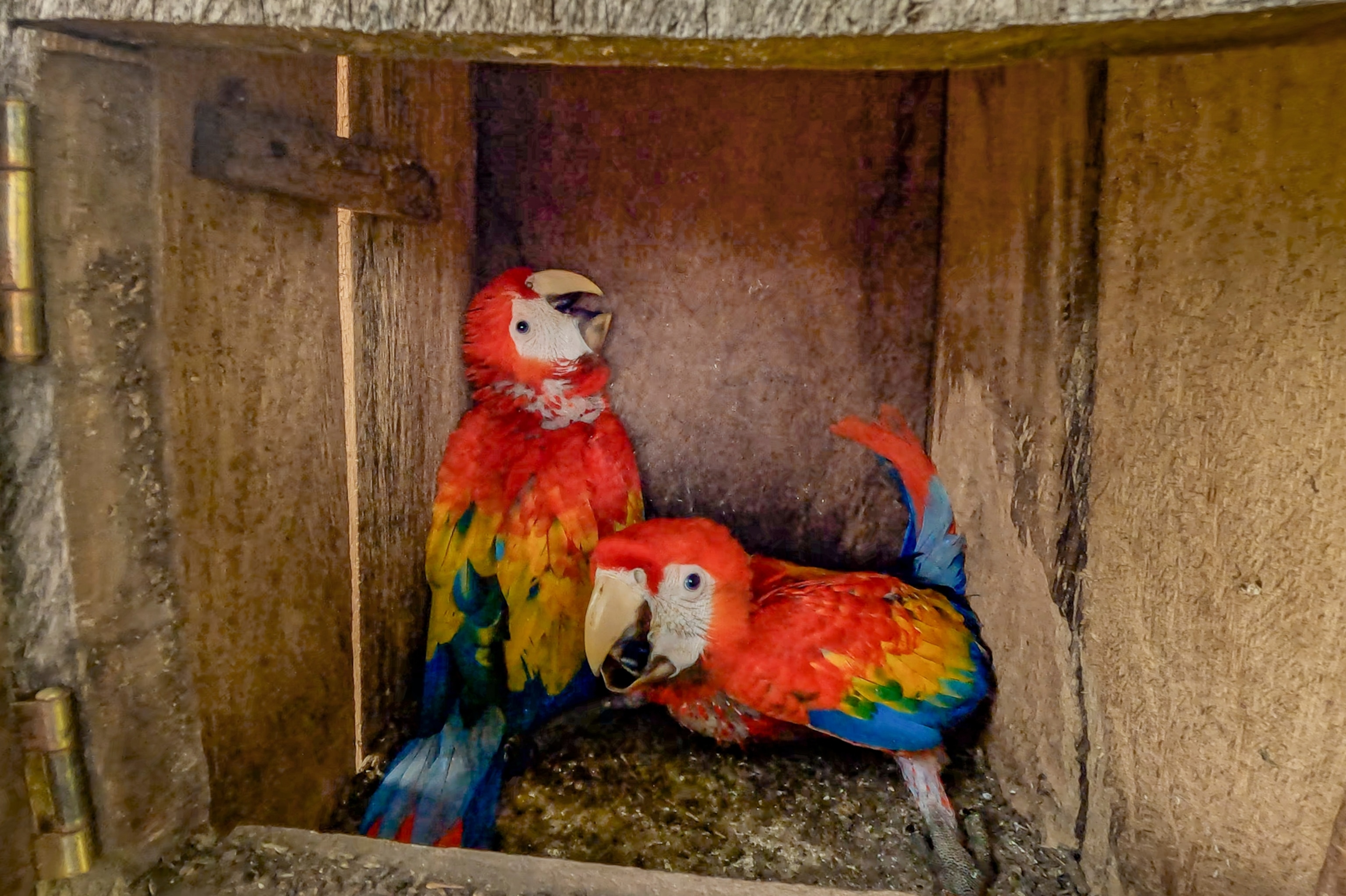 A close view of two Macaws using their beaks to clean each other red feathers.