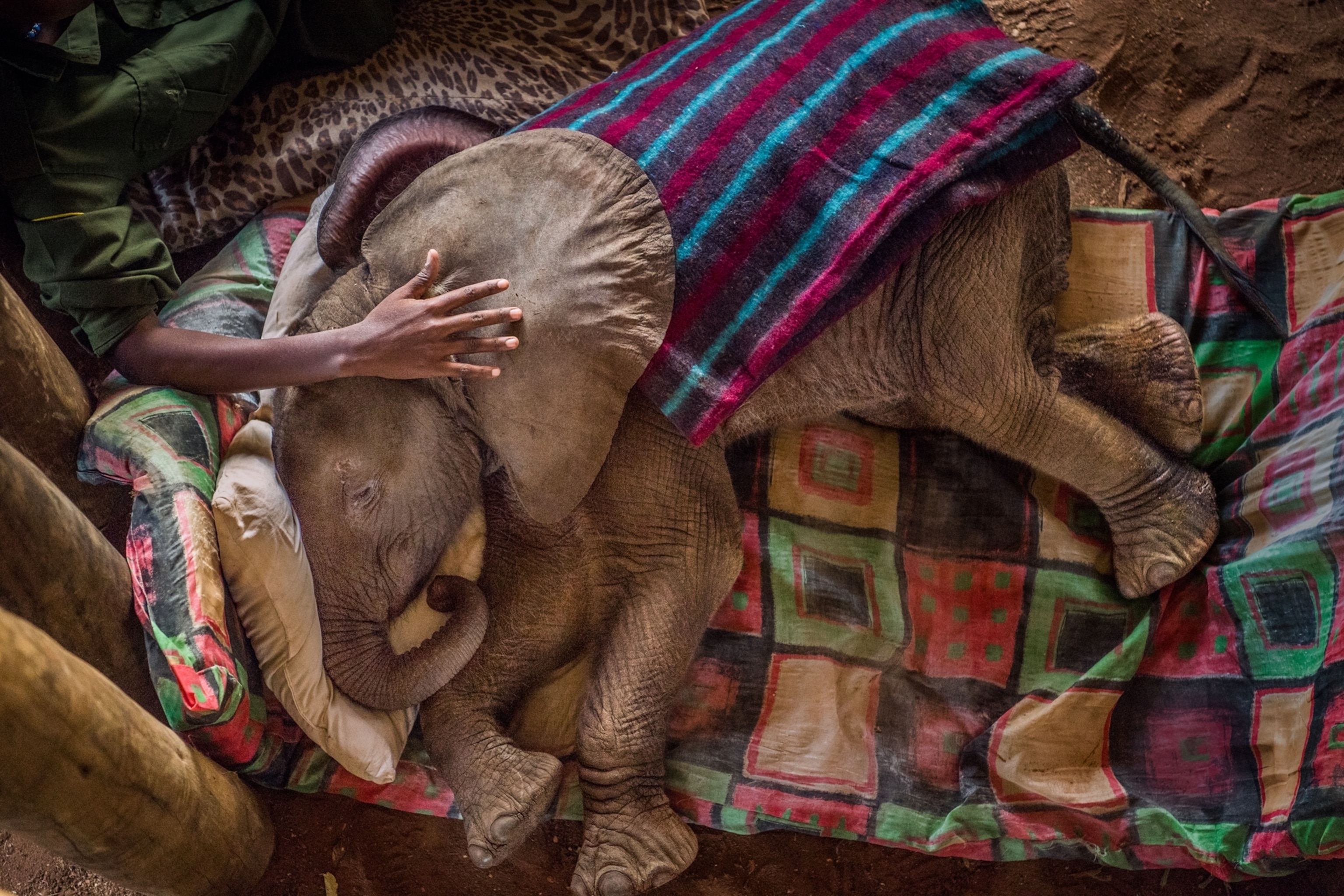 baby elephant laying on pillow and human hand of its head.