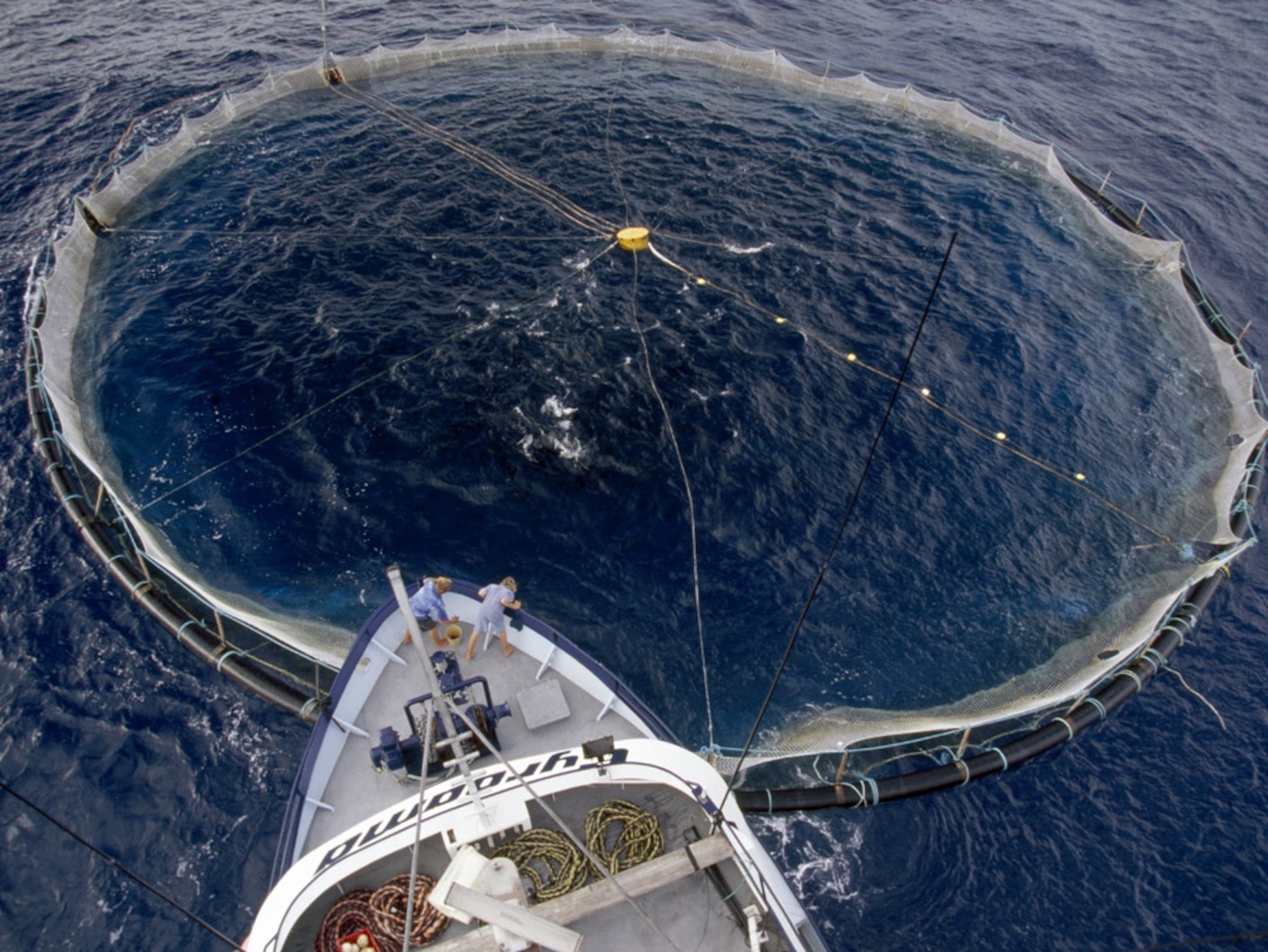 Tuna net in the Southern Ocean