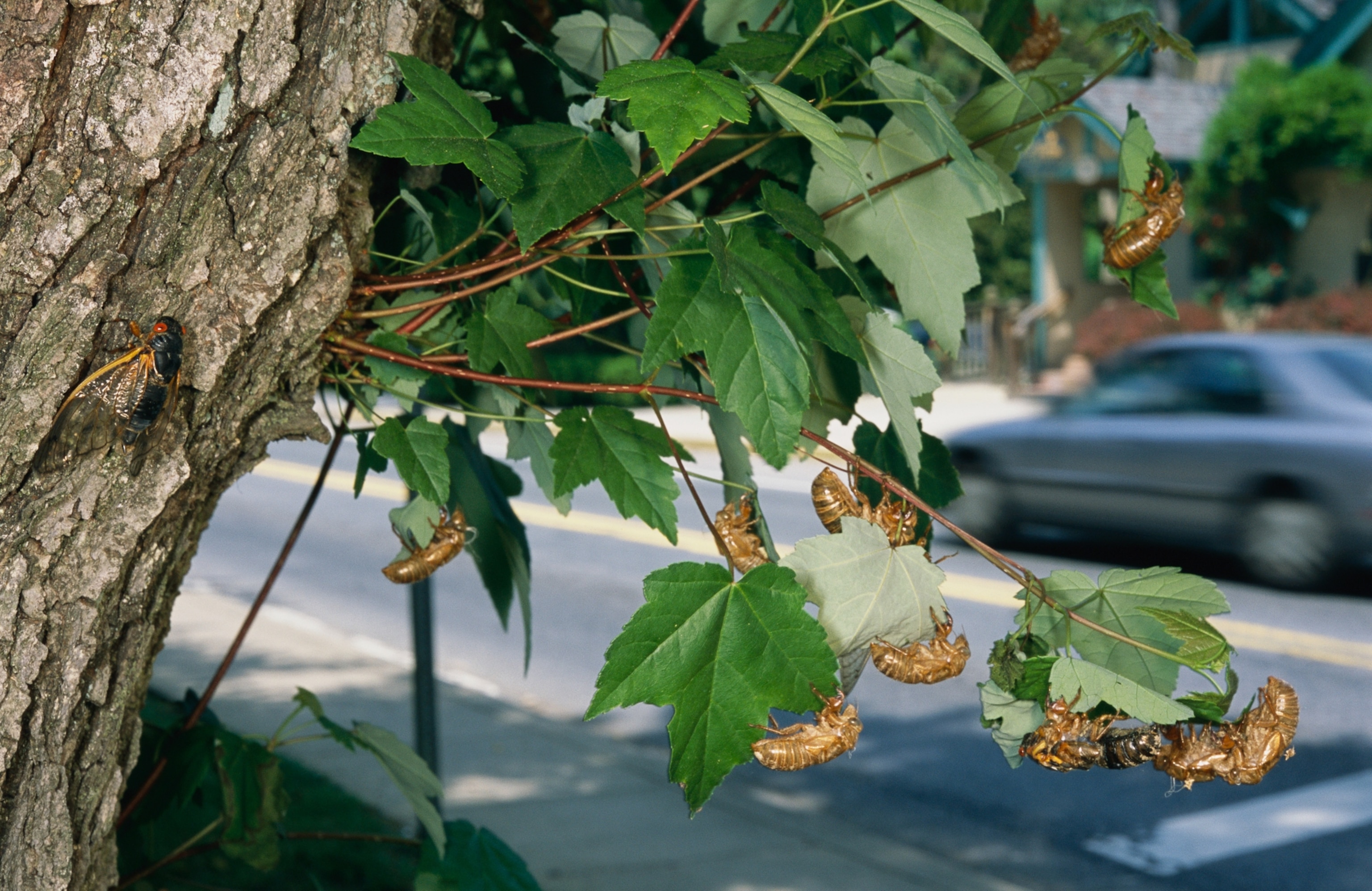 Cicada shells on a tree branch