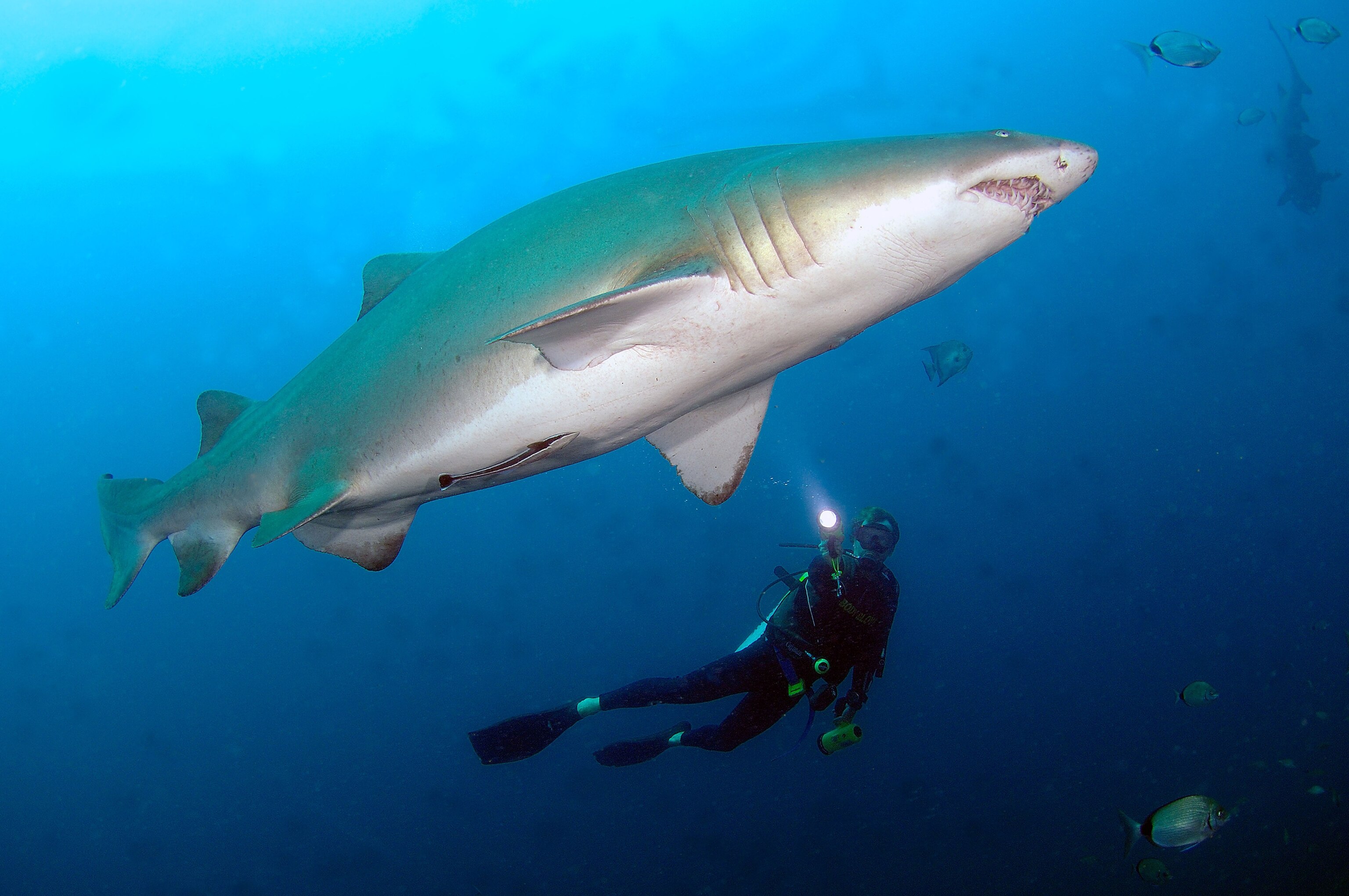 a diver swimming with a sand tiger shark off the coast of North Carolina