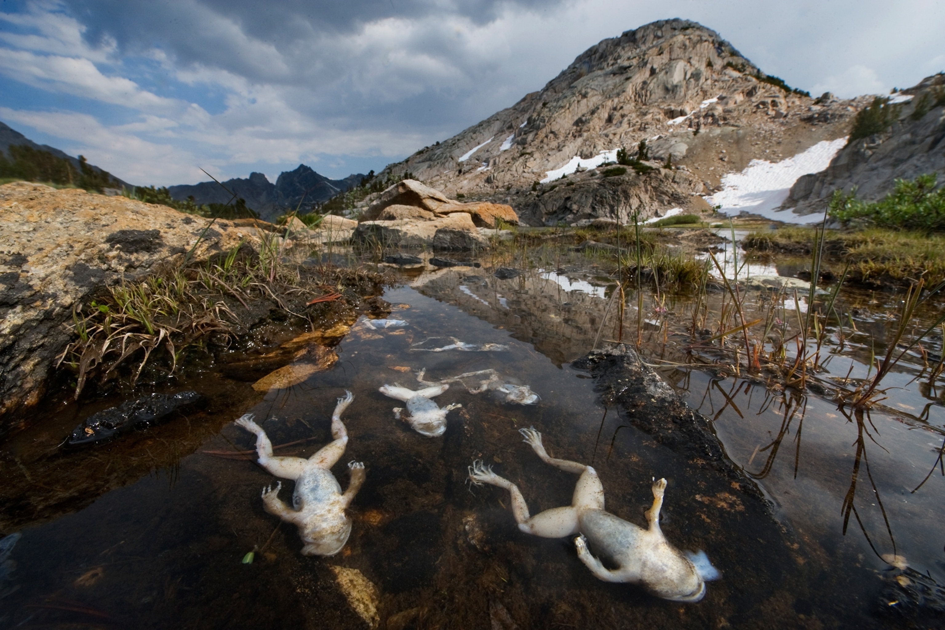 dead frogs killed from the amphibian chytrid fungus