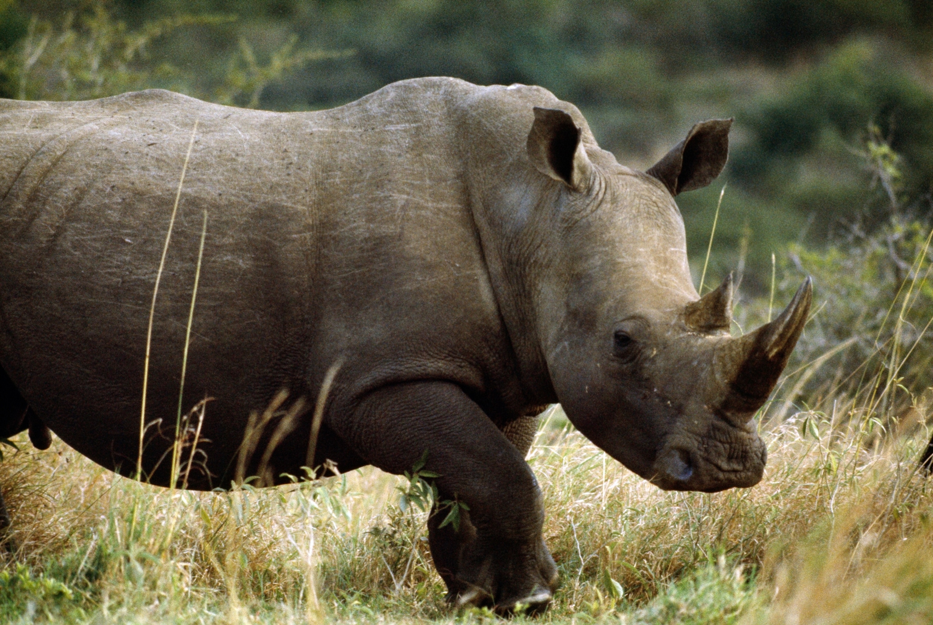 an African southern white rhinoceros