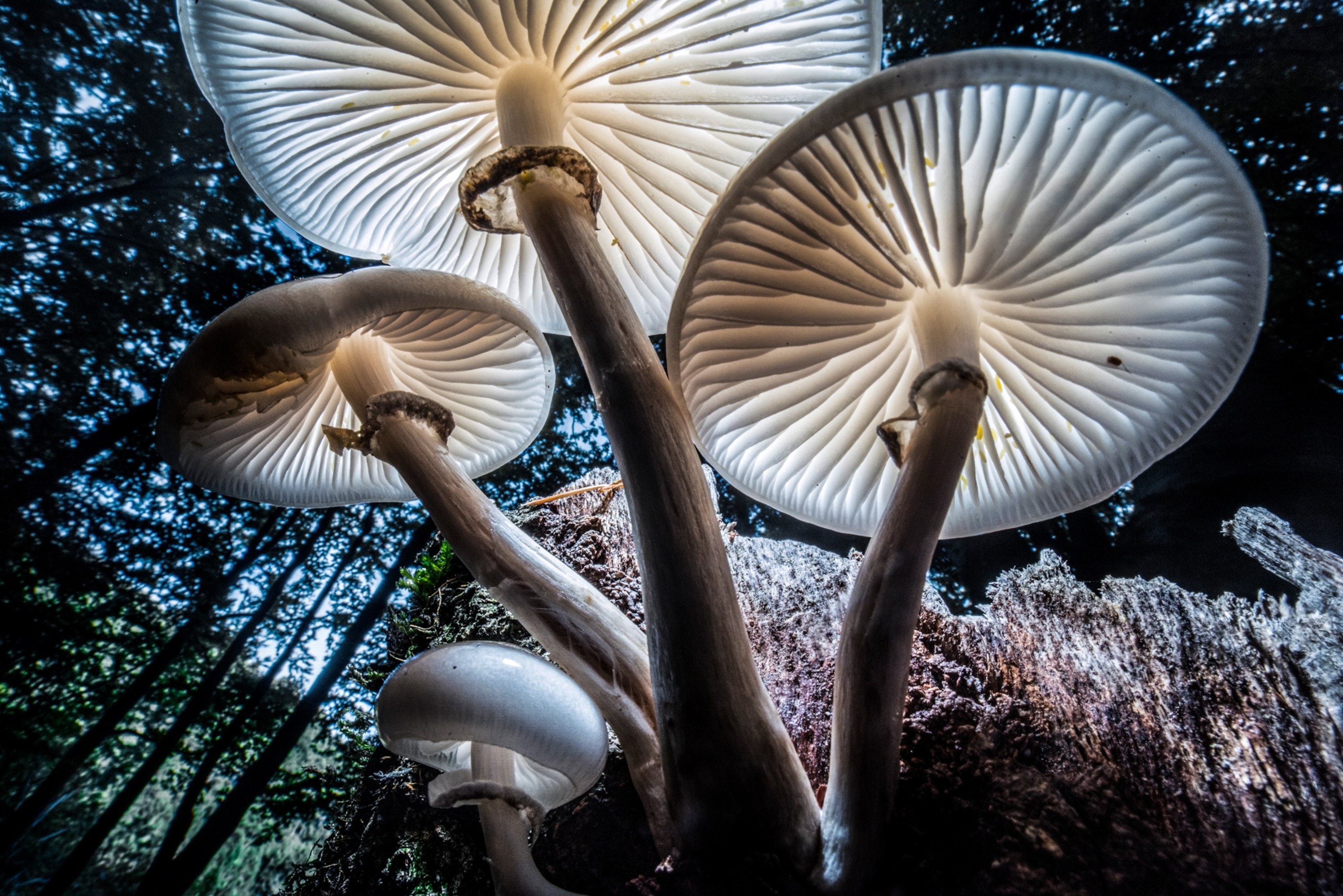 Group of four mushrooms. Look from underneath through whitish parasoles.