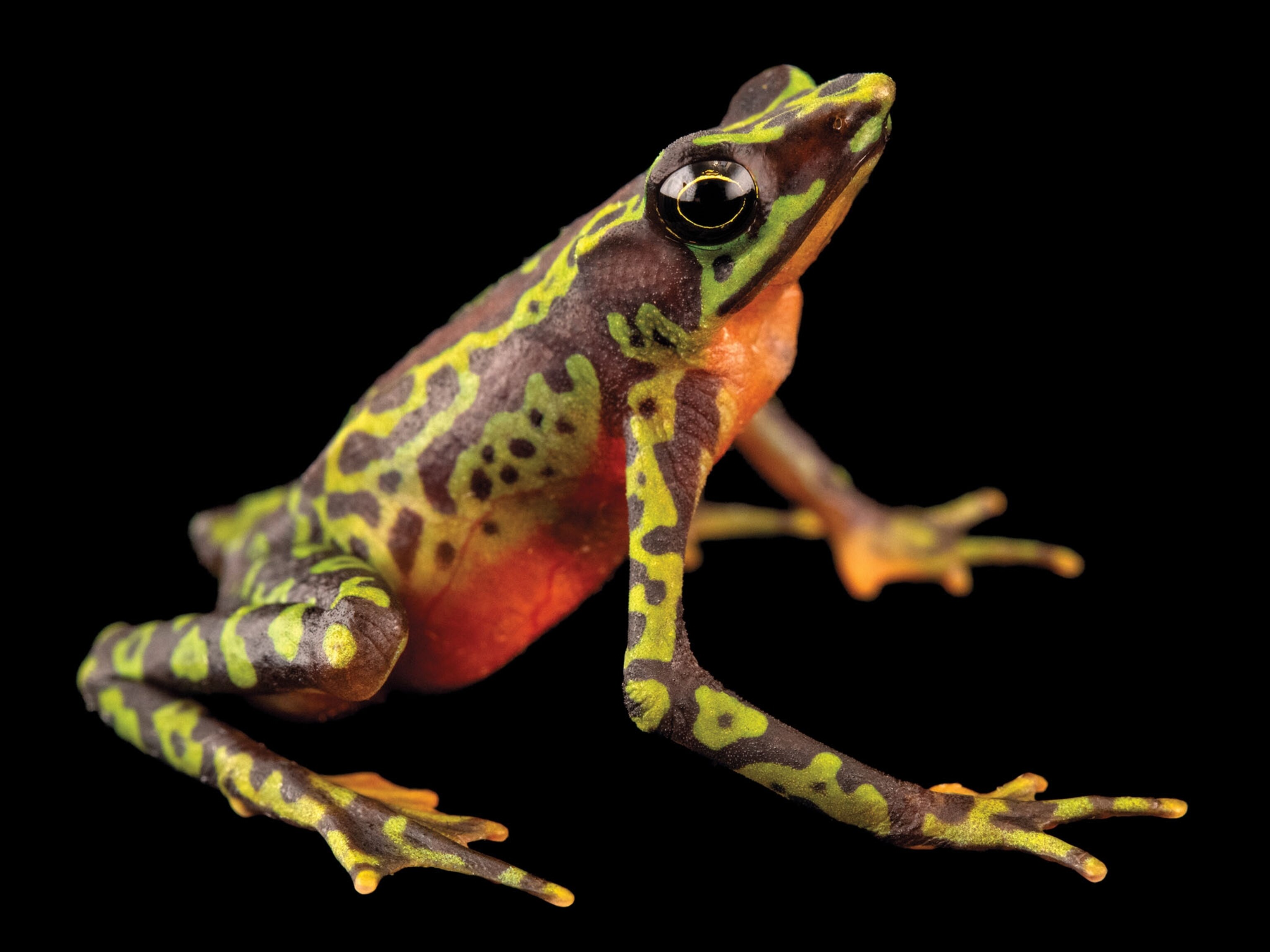 an Andersson's stubfoot toad