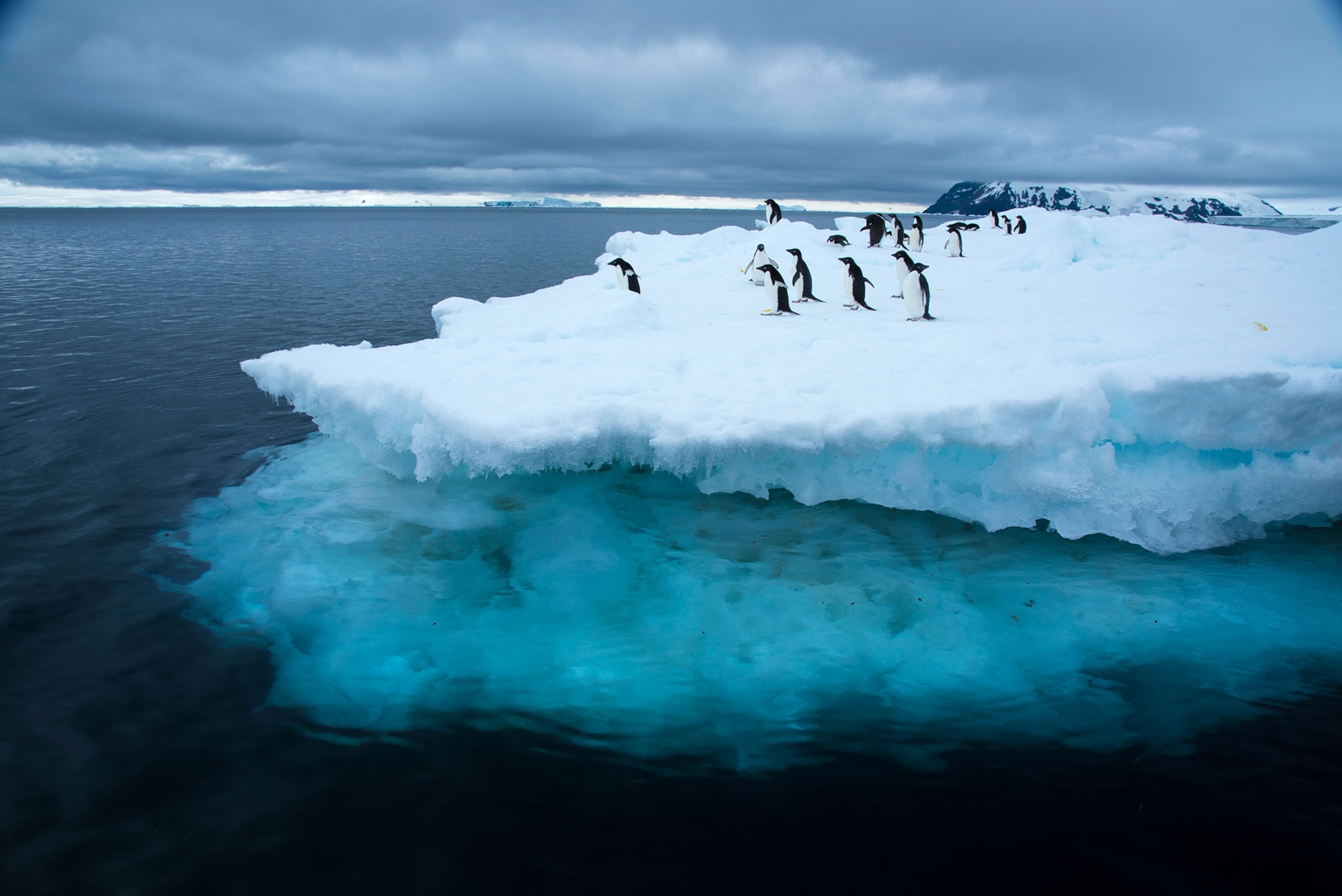 Adelie Penguin on iceberg, Brown Bluff, Antarctica