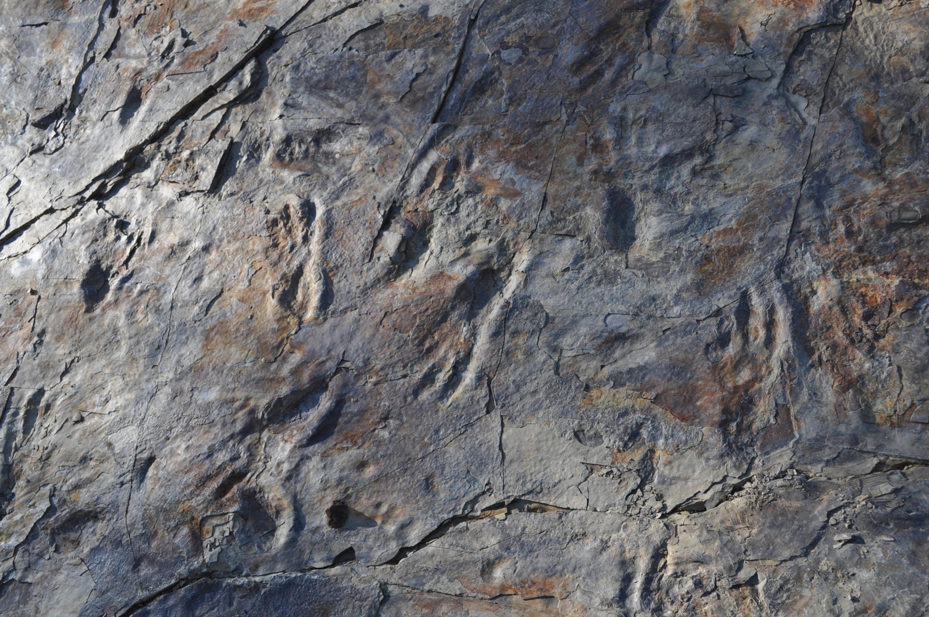 pterosaur footprints