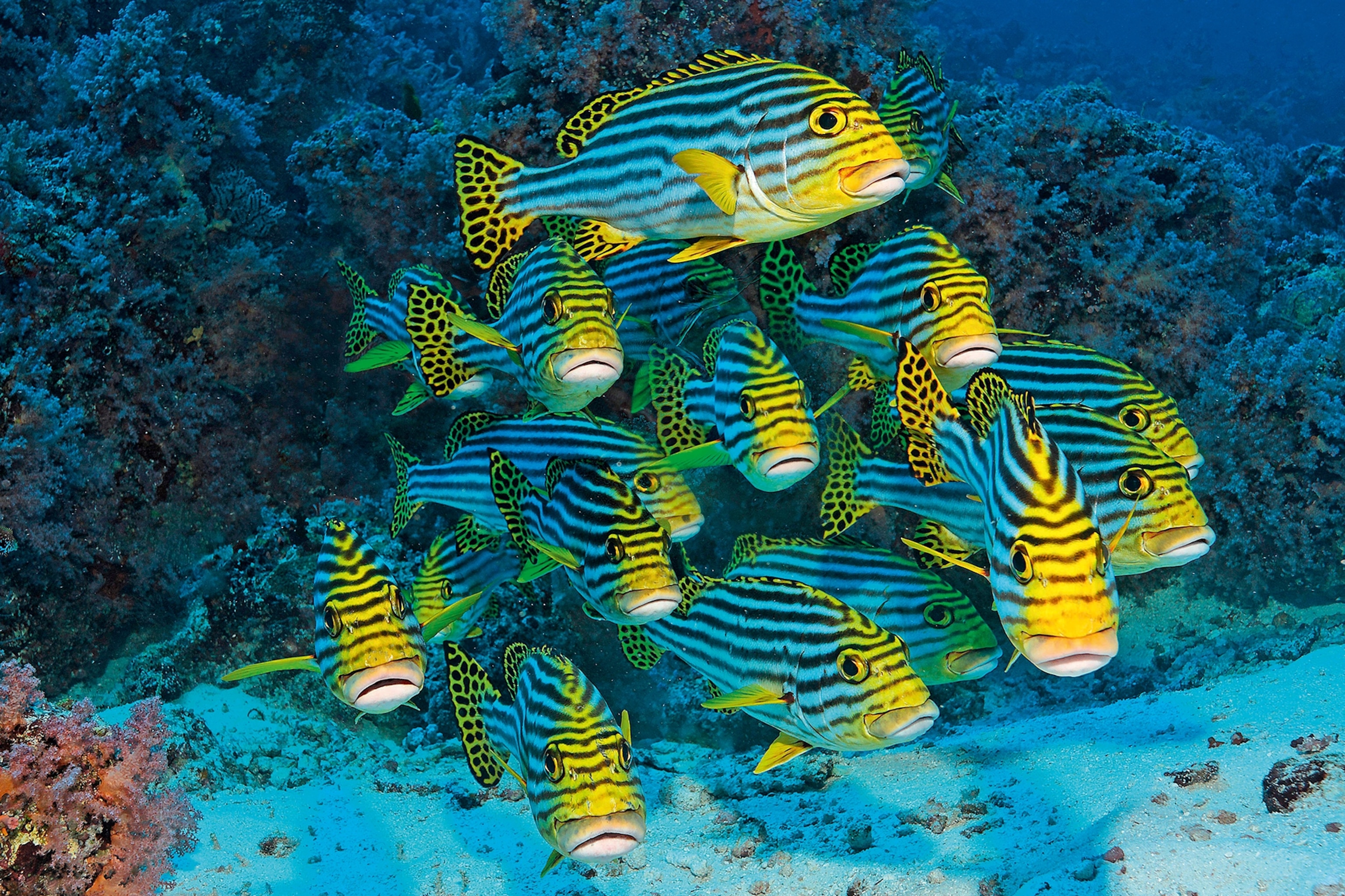 a school of topical fish