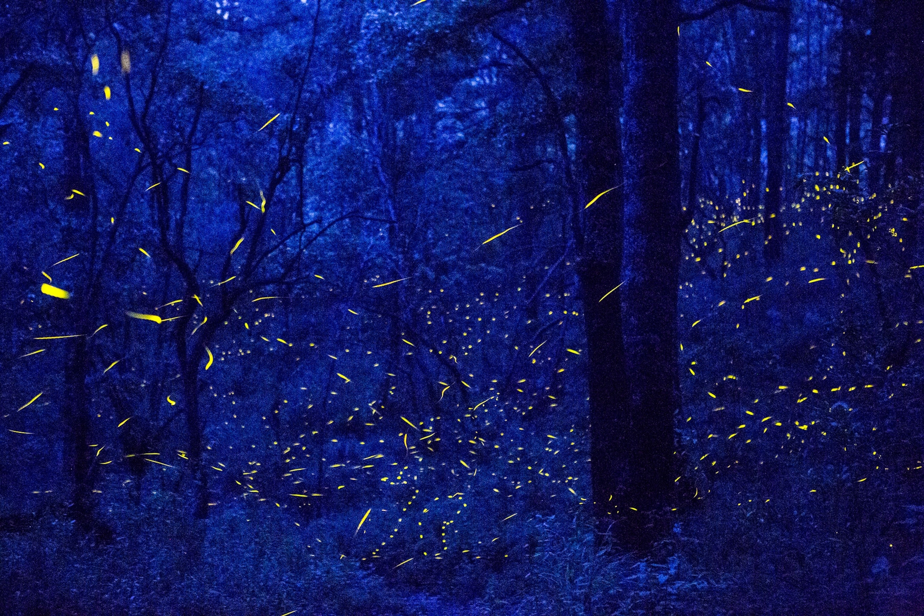 fireflies swarming in the woods