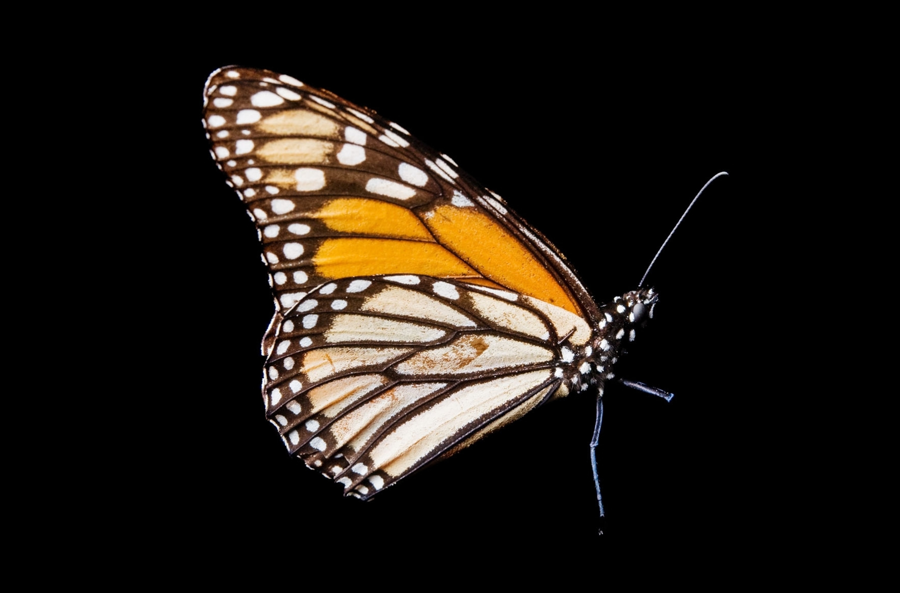 butterfly