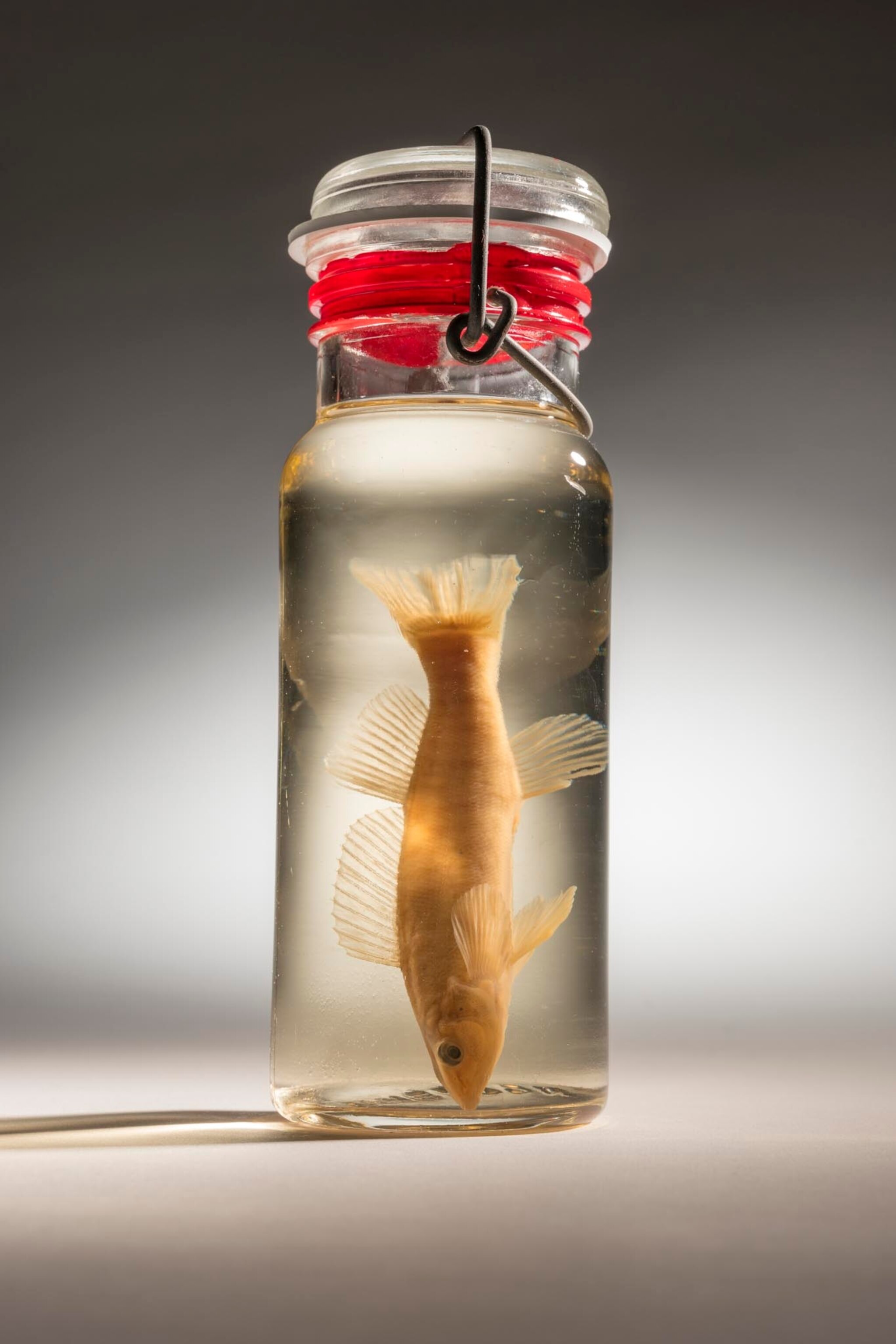 gulf longperch in a jar