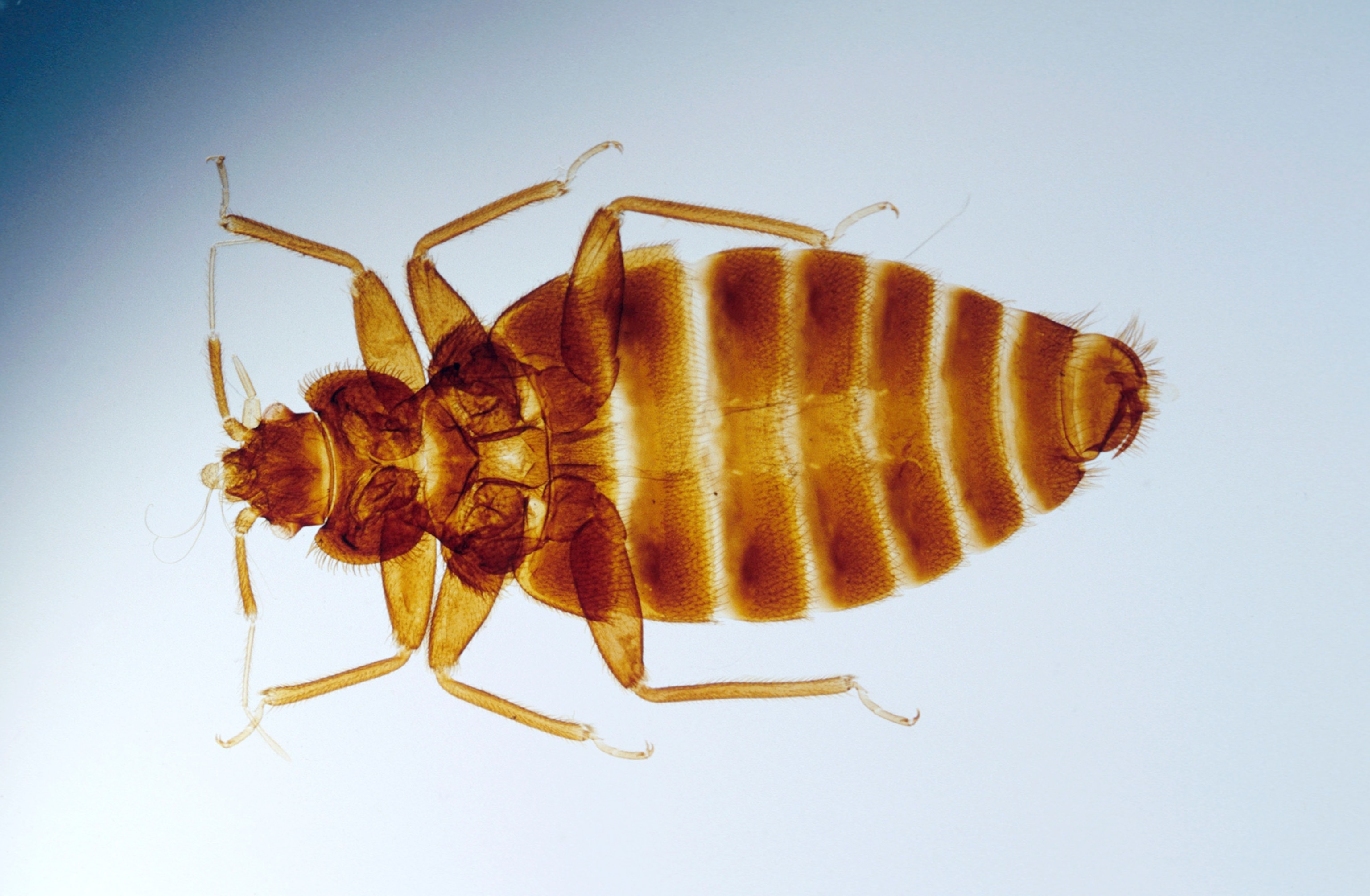 Photograph of a bed bug.