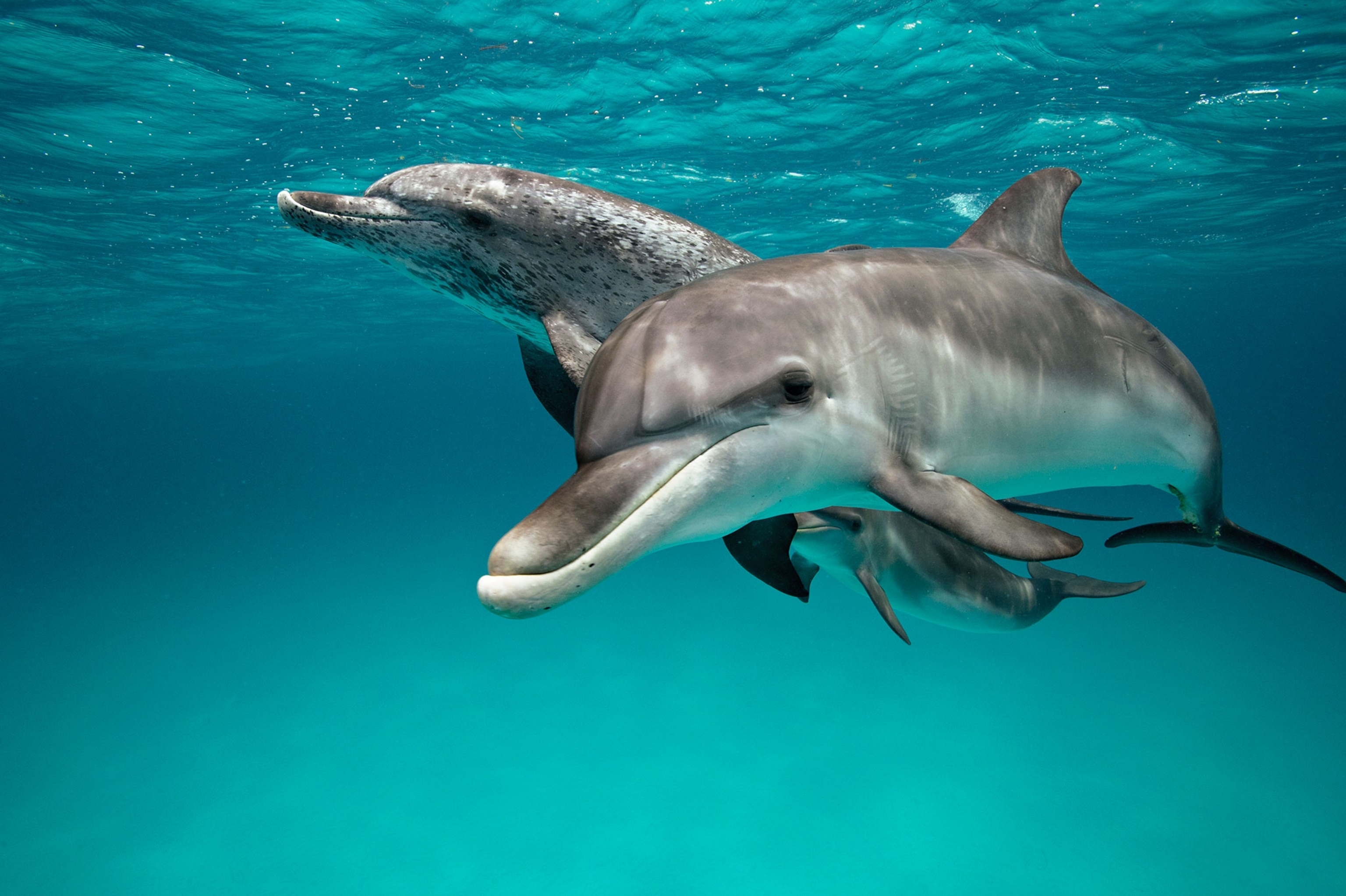 bottlenose dolphin