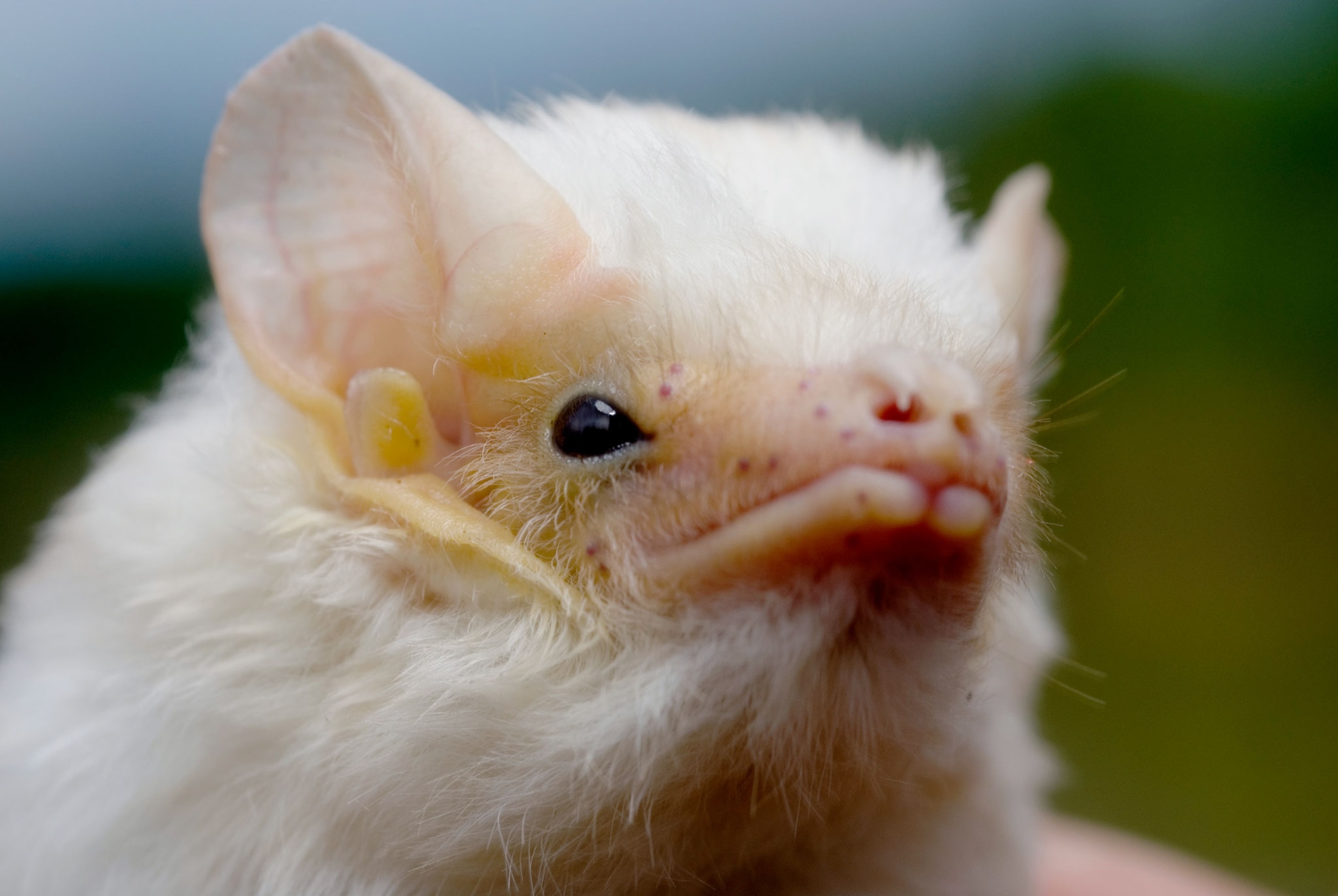 a ghost bat