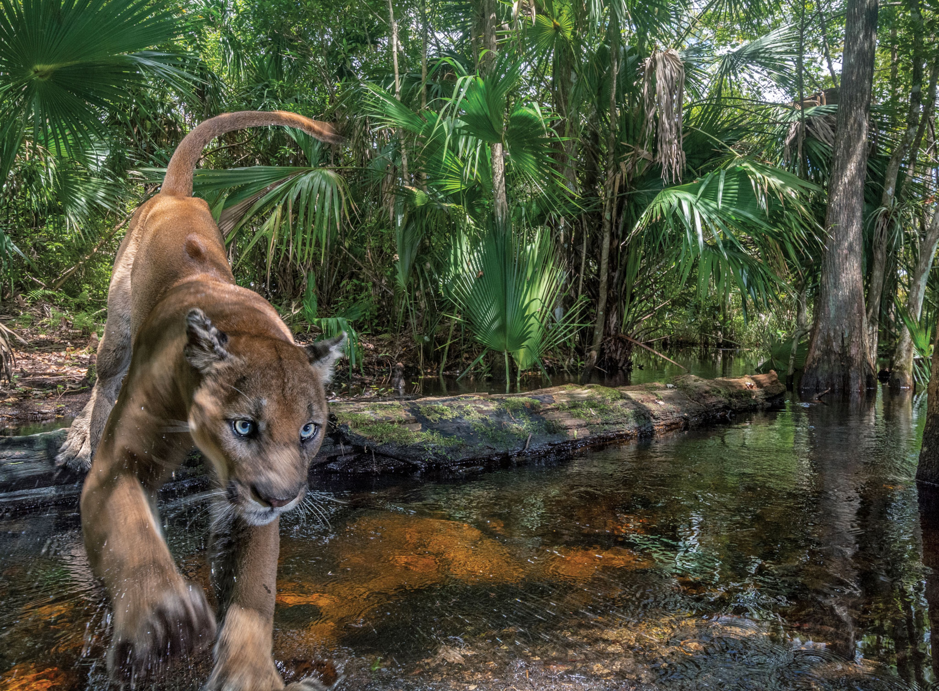 a panther leaps over a creek