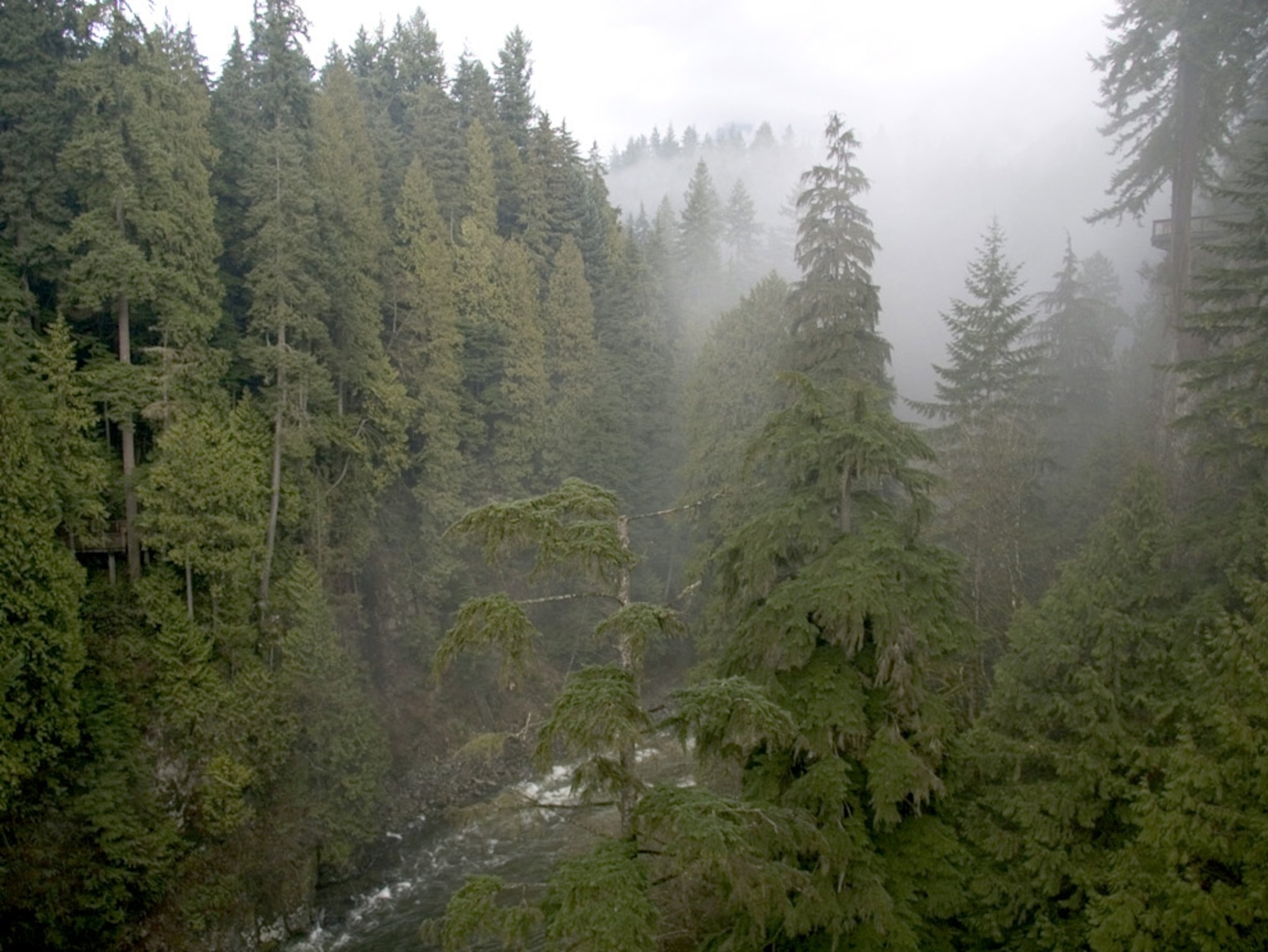 fog rolls into a Pacific temperate rain forest