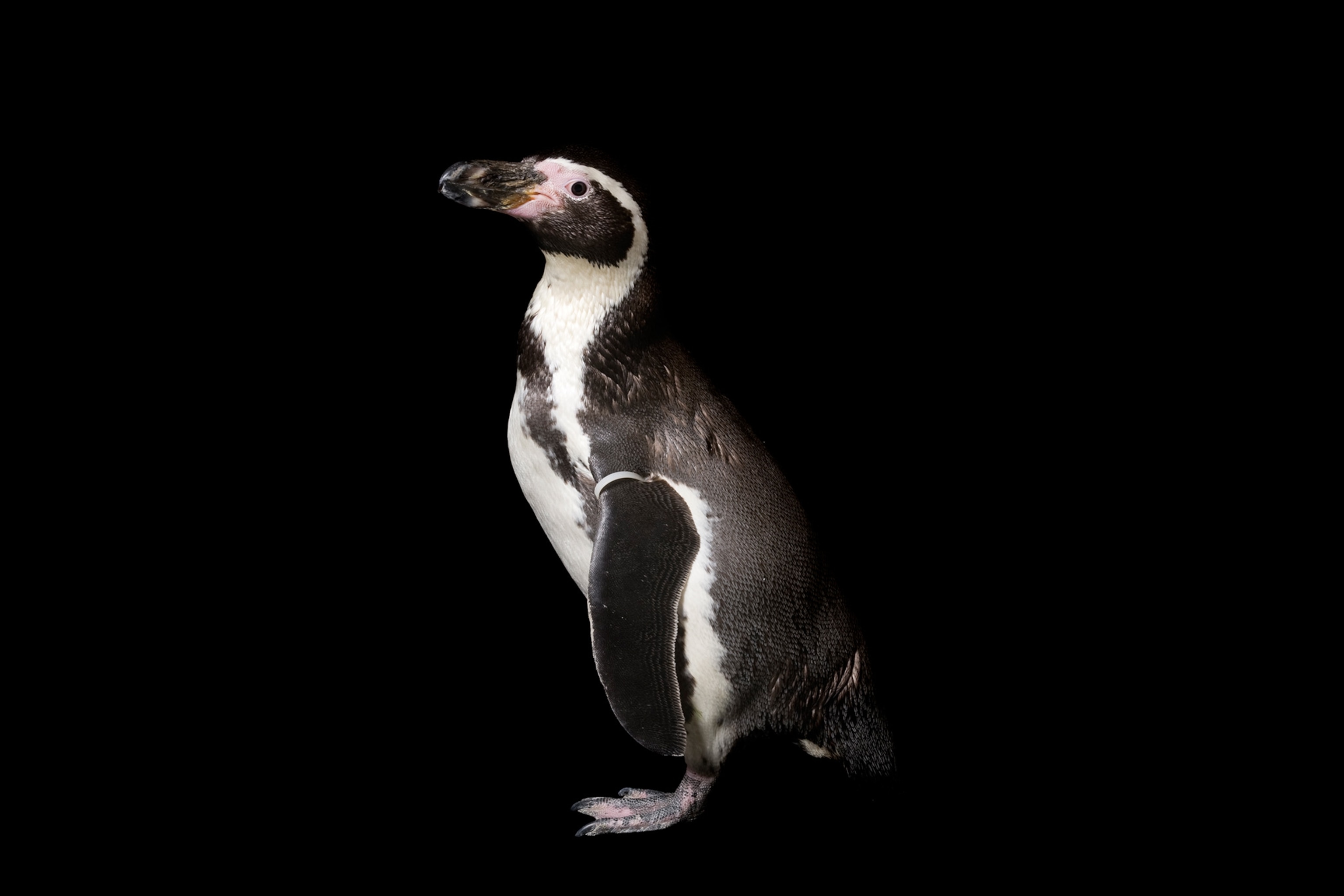 a Humboldt penguin