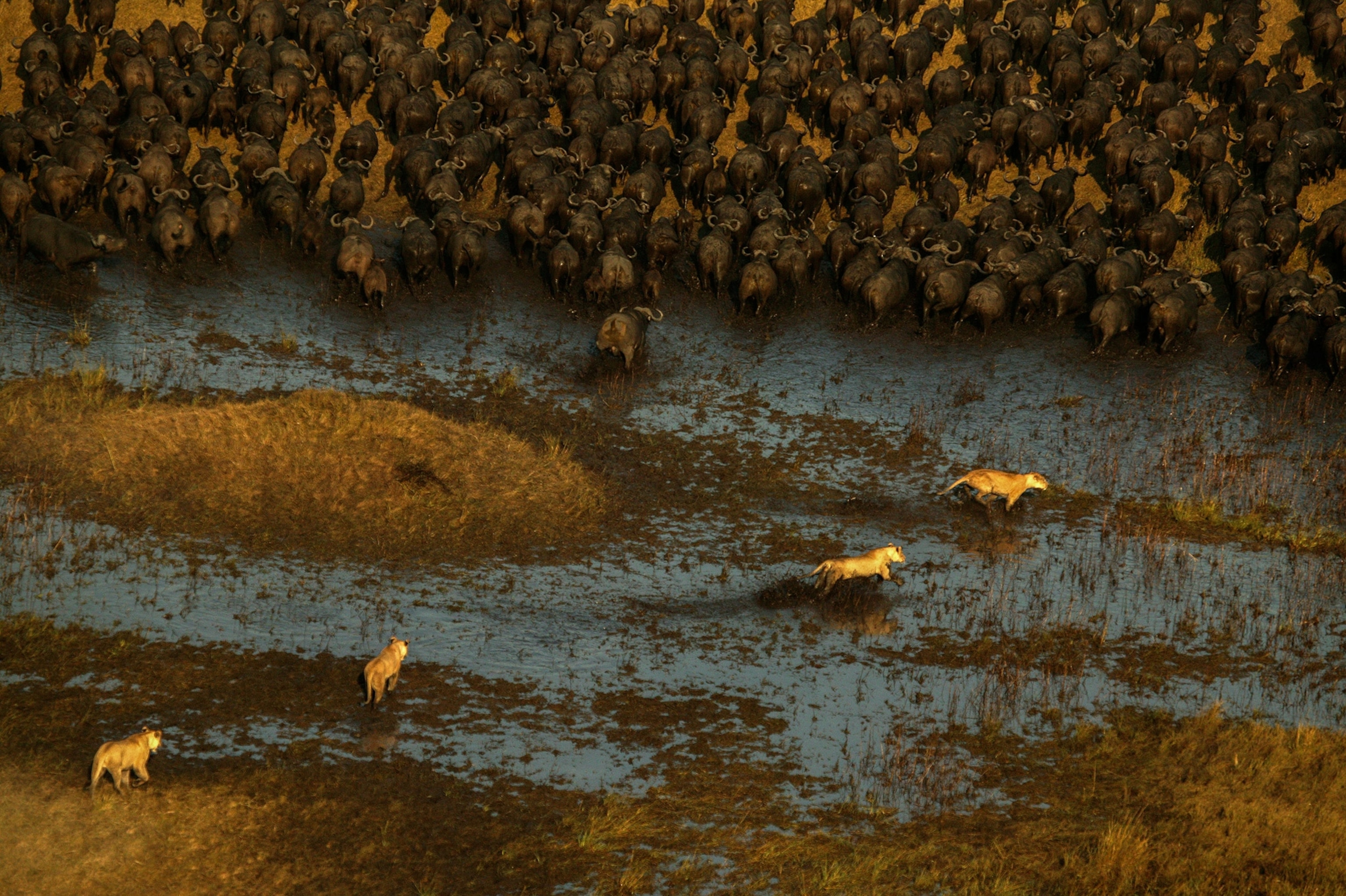 lions hunting in Botswana