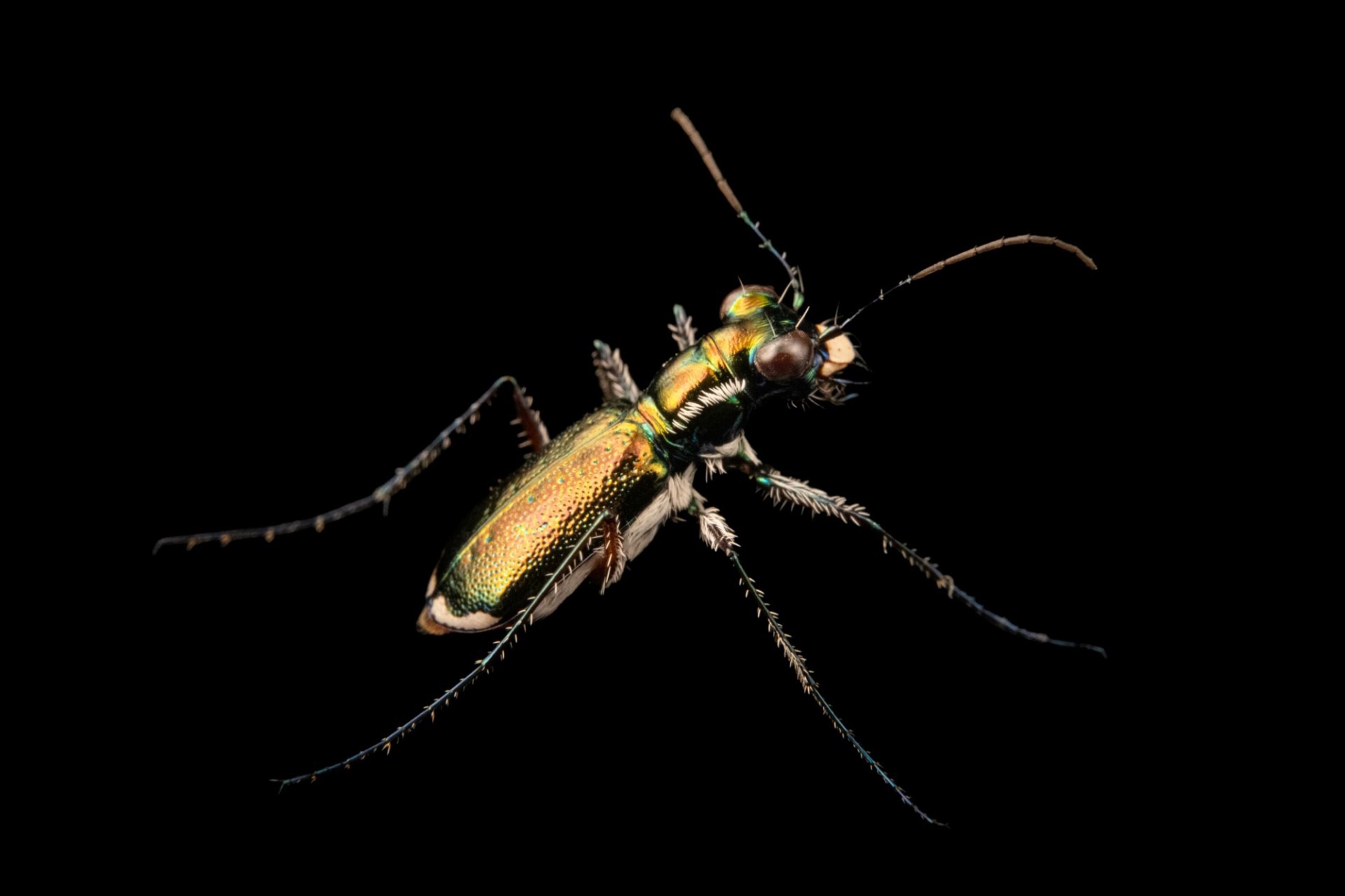 A federally endangered Miami tiger beetle against a black background.