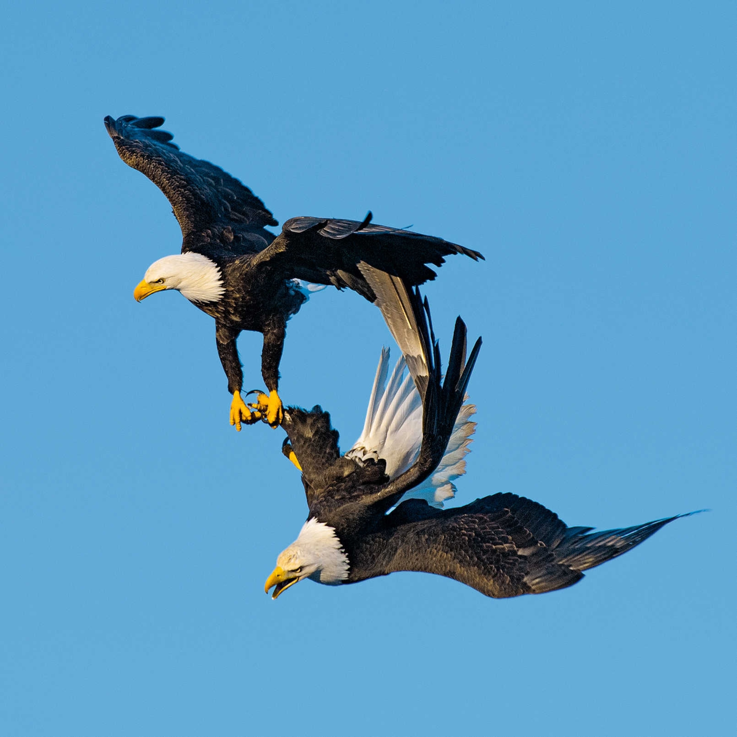 eagles locked in a courtship embrace