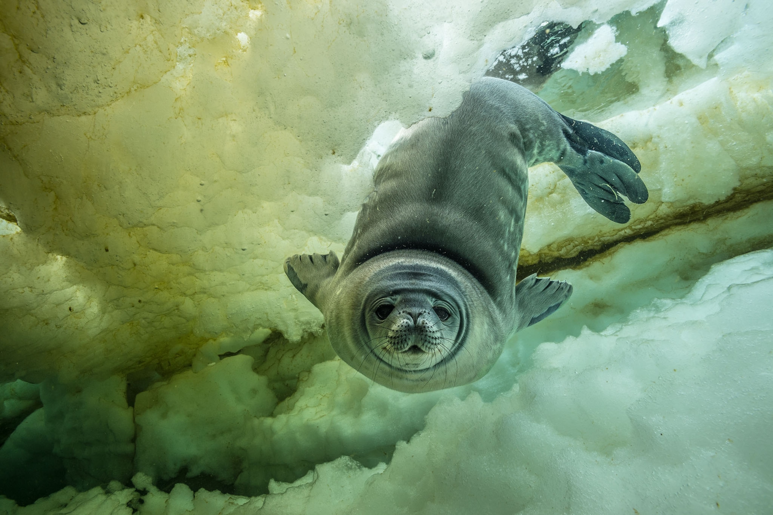 a gray seal diving underwater with yellow and green tones on the ice