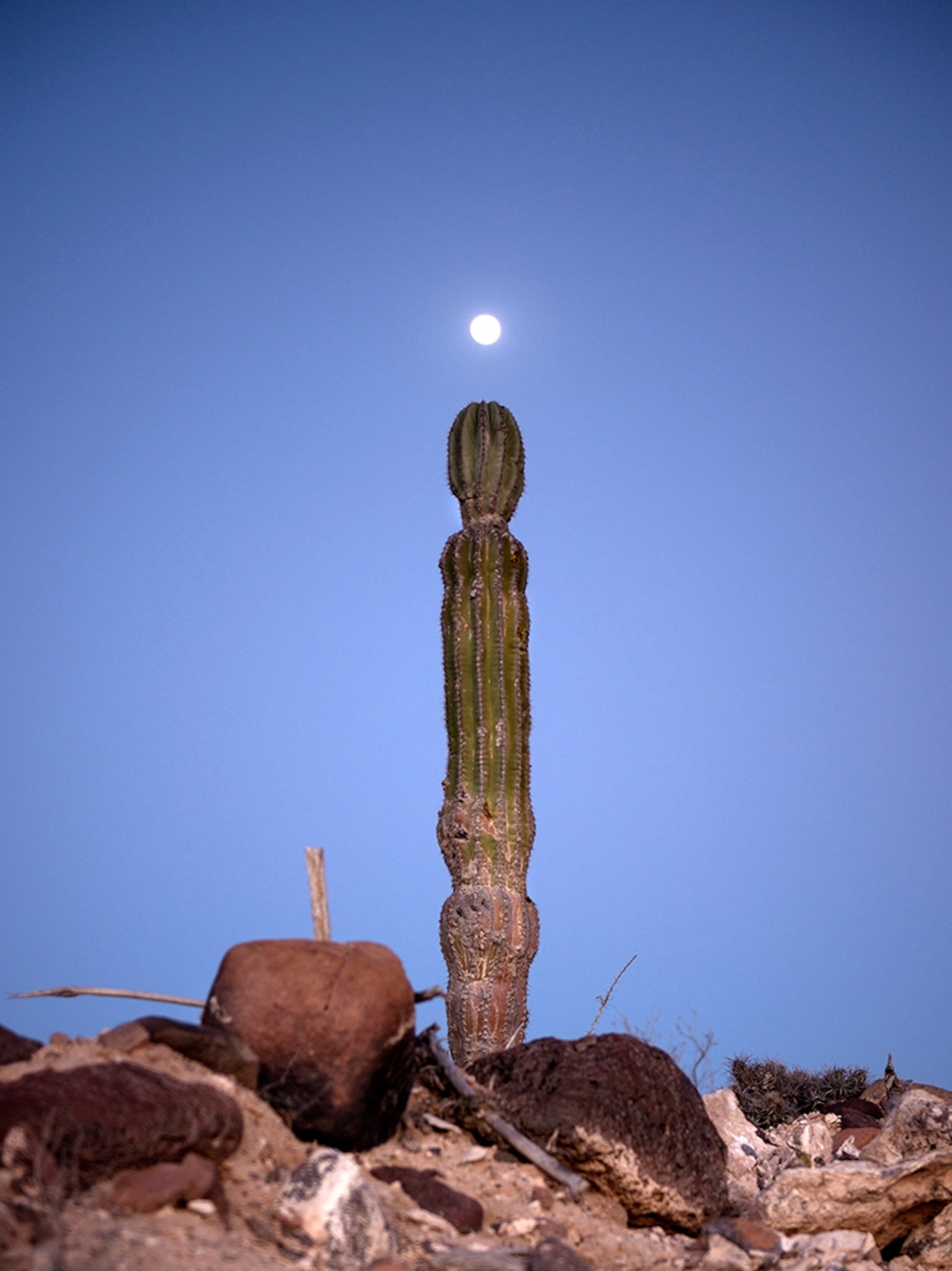 a cactus and full moon in Baja, Mexico