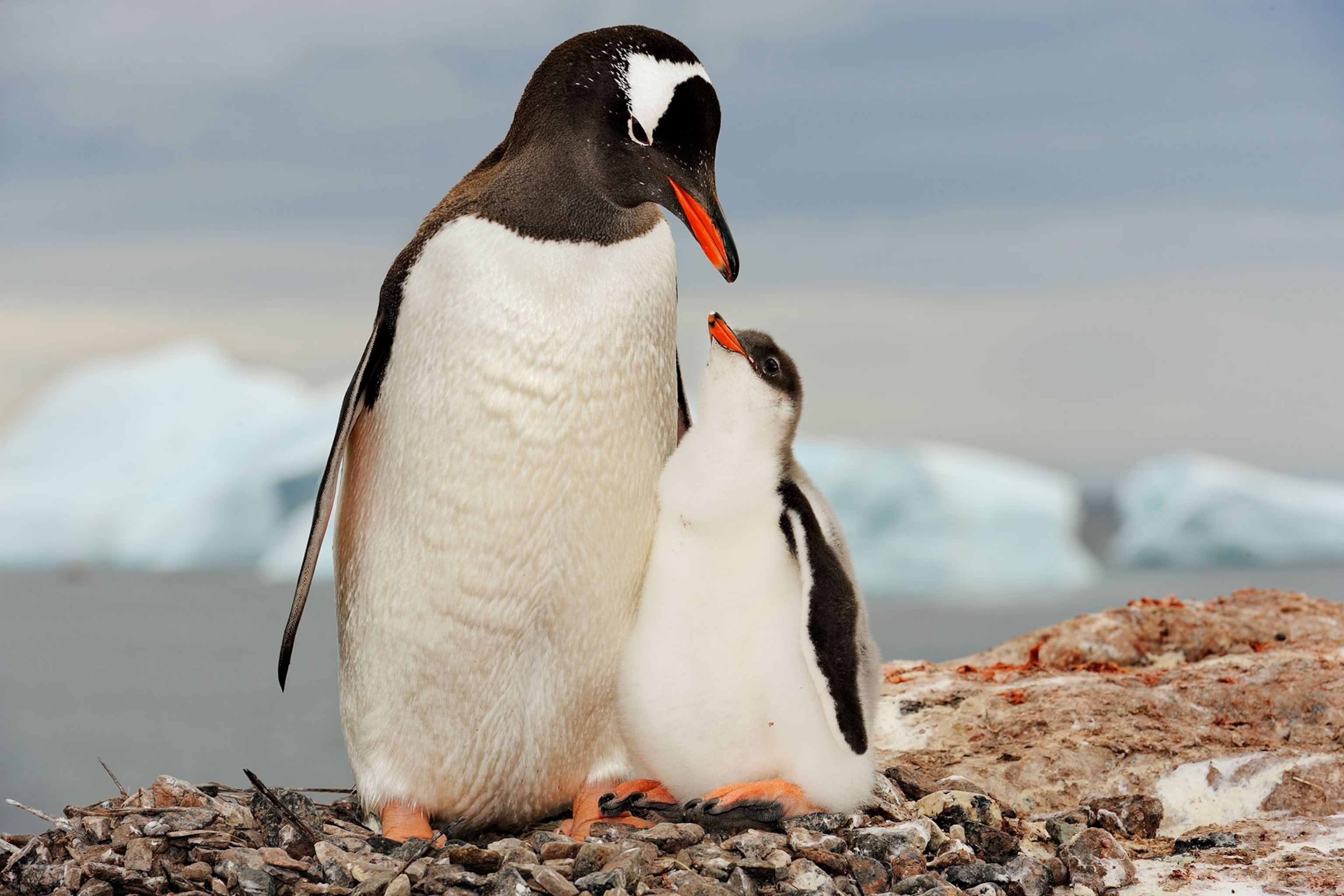 a gentoo penguin and chick